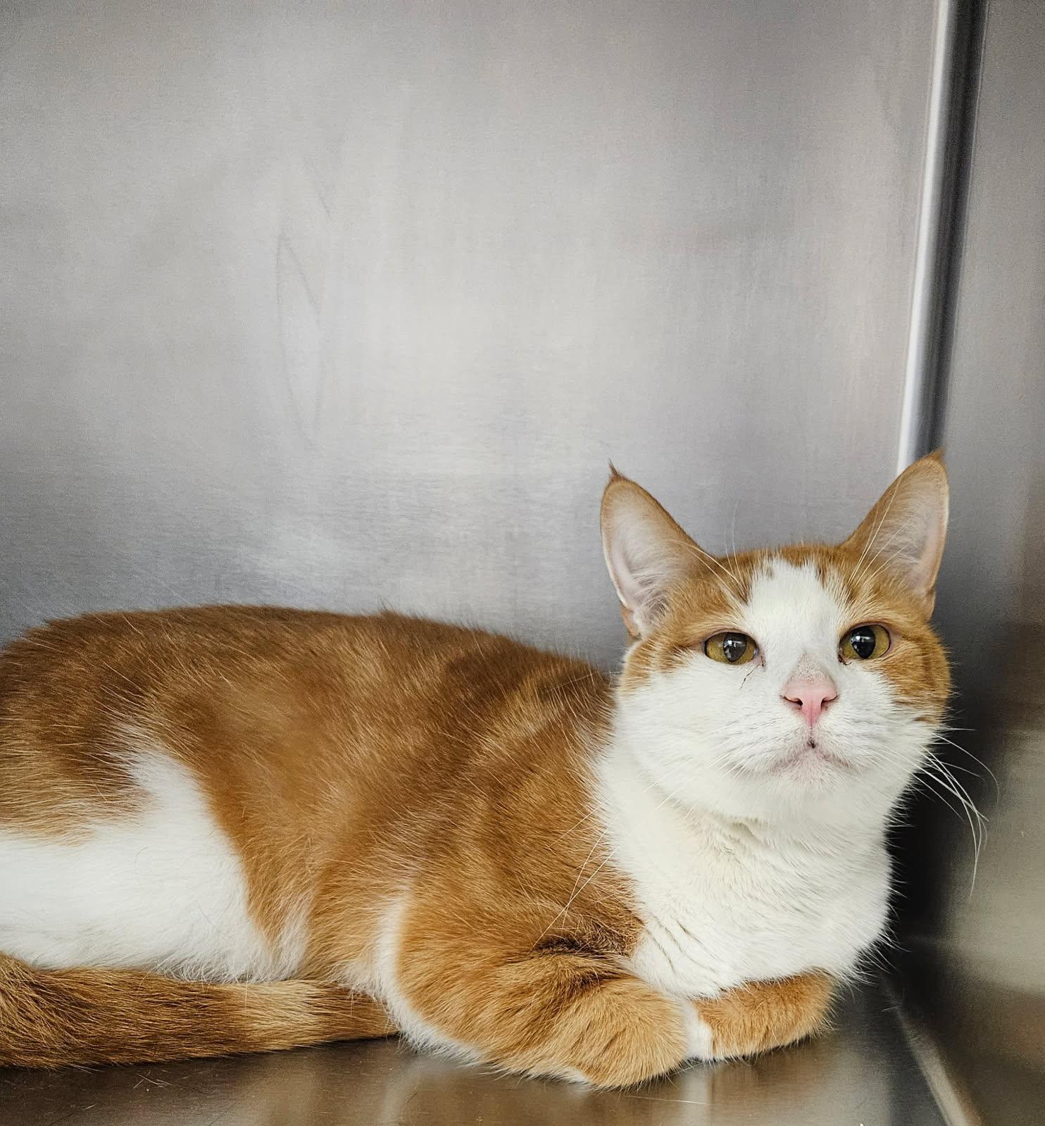 Enlarge Poindexter, an adopted Domestic Short Hair in Mansfield, OH image 1/1