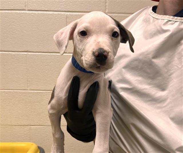 ELLA LANGLEY, Adoptable, Puppy Female Pit Bull Terrier & Foxhound.