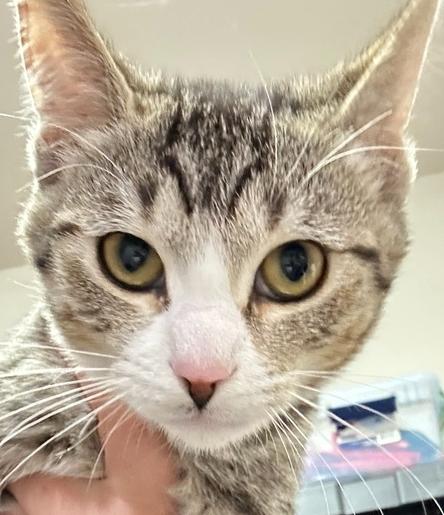 Susan, Adoptable, Kitten Female Domestic Short Hair.
