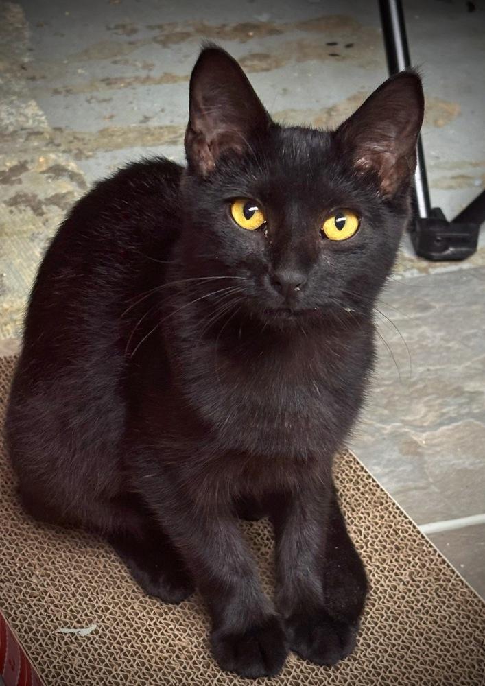 Beep Boop, Adoptable, Kitten Female Domestic Short Hair.
