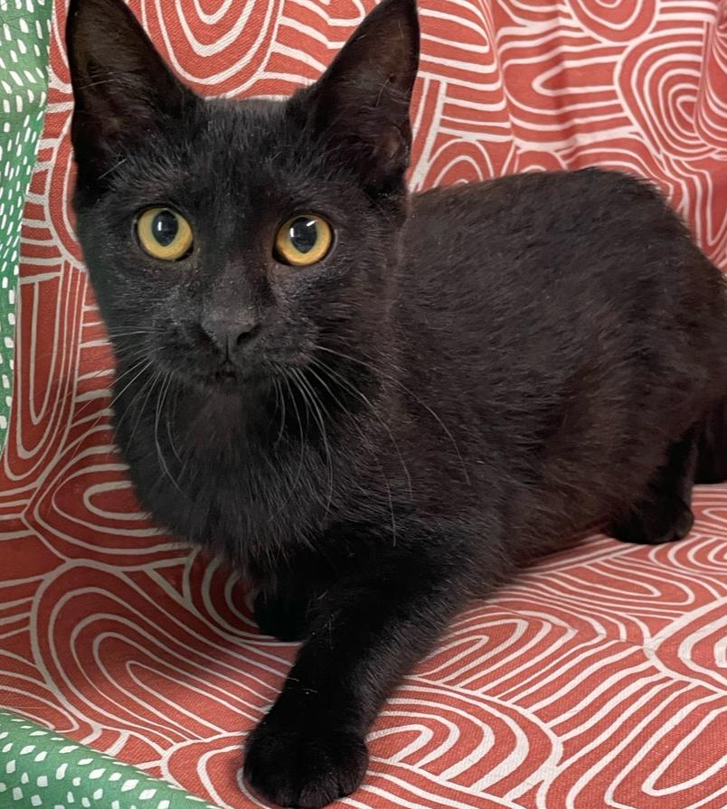 Enlarge Beep Boop, a Adoptable Domestic Short Hair in Omaha, NE image 2/4