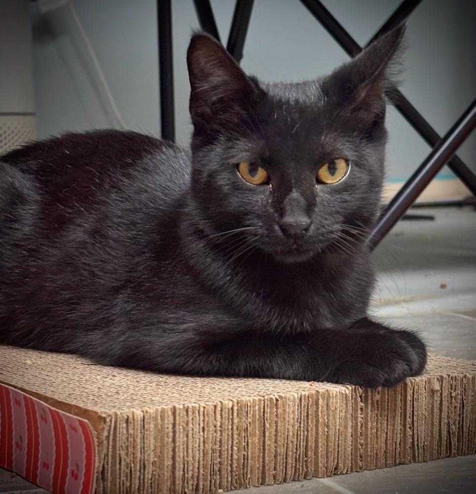 Enlarge Beep Boop, a Adoptable Domestic Short Hair in Omaha, NE image 3/4
