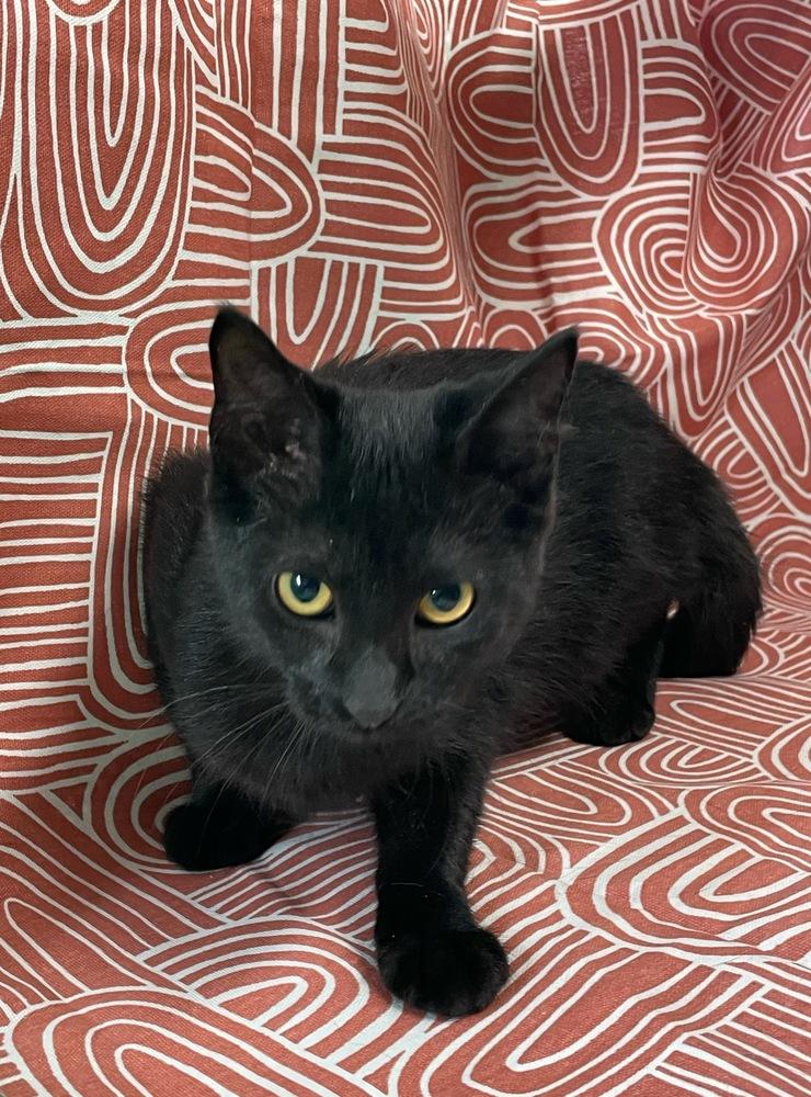 Enlarge Beep Boop, a Adoptable Domestic Short Hair in Omaha, NE image 4/4