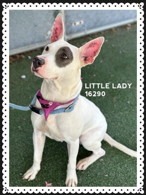 Little Lady thumbnail 2