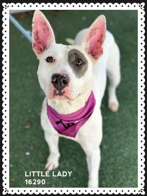 Little Lady thumbnail 3