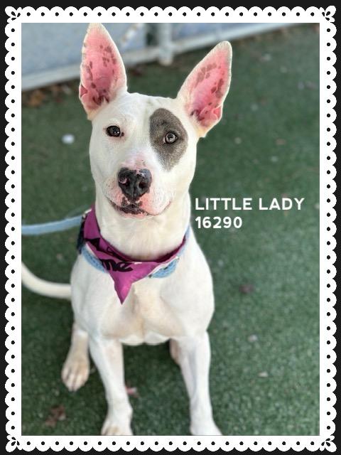 Little Lady thumbnail 4