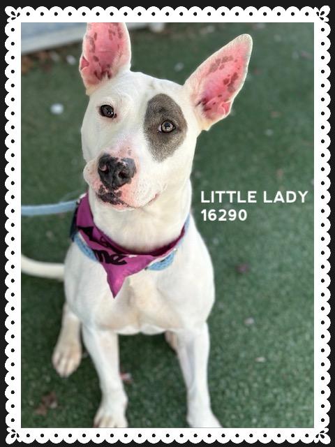 Little Lady thumbnail 5