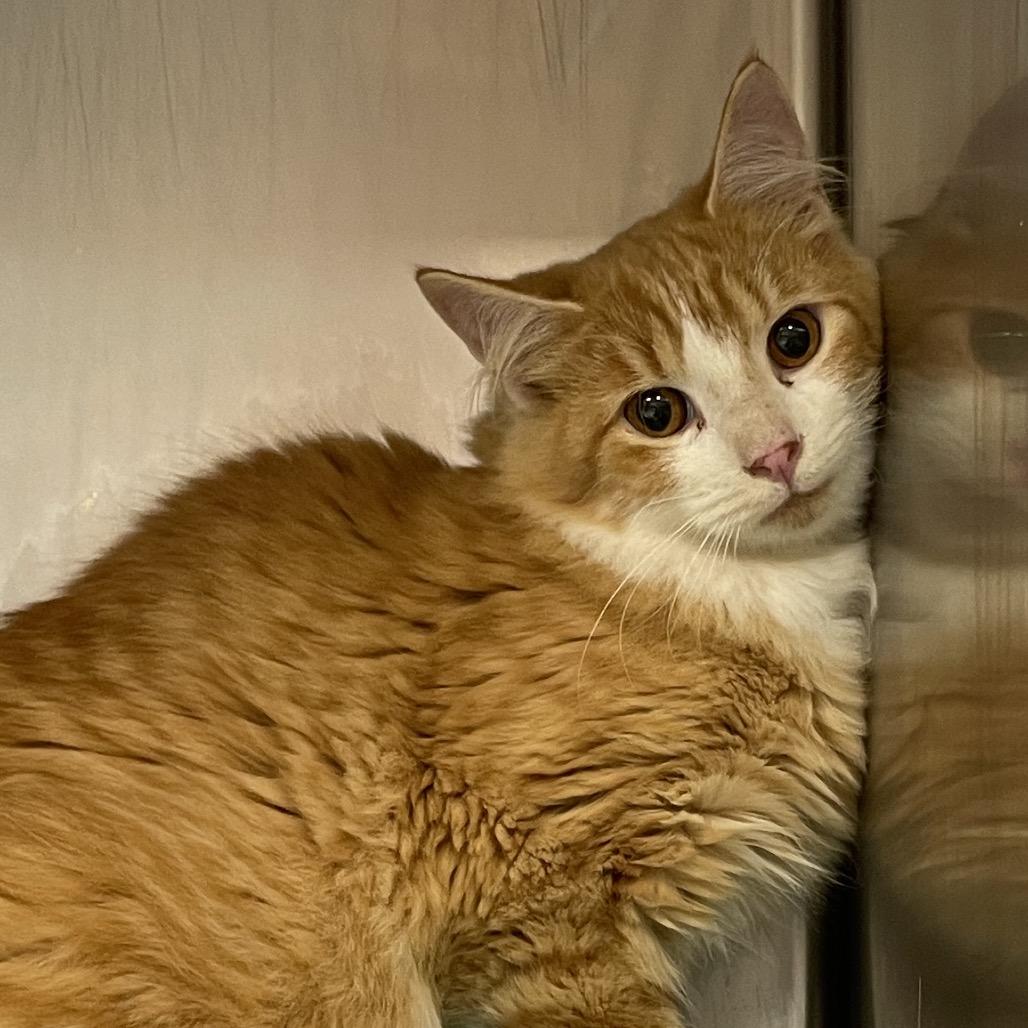 Enlarge Eggnog, a Adoptable mixed breed in Brownsboro, AL image 1/1