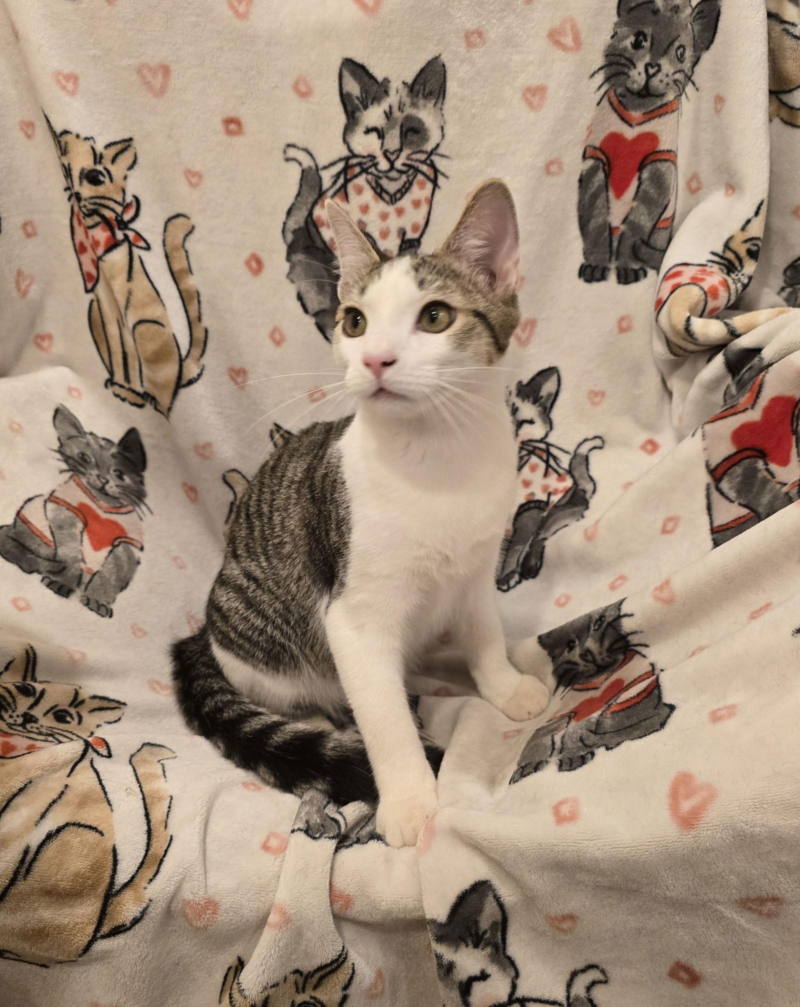 Sparky, a Adoptable Domestic Medium Hair in Nashville, TN image 1/3