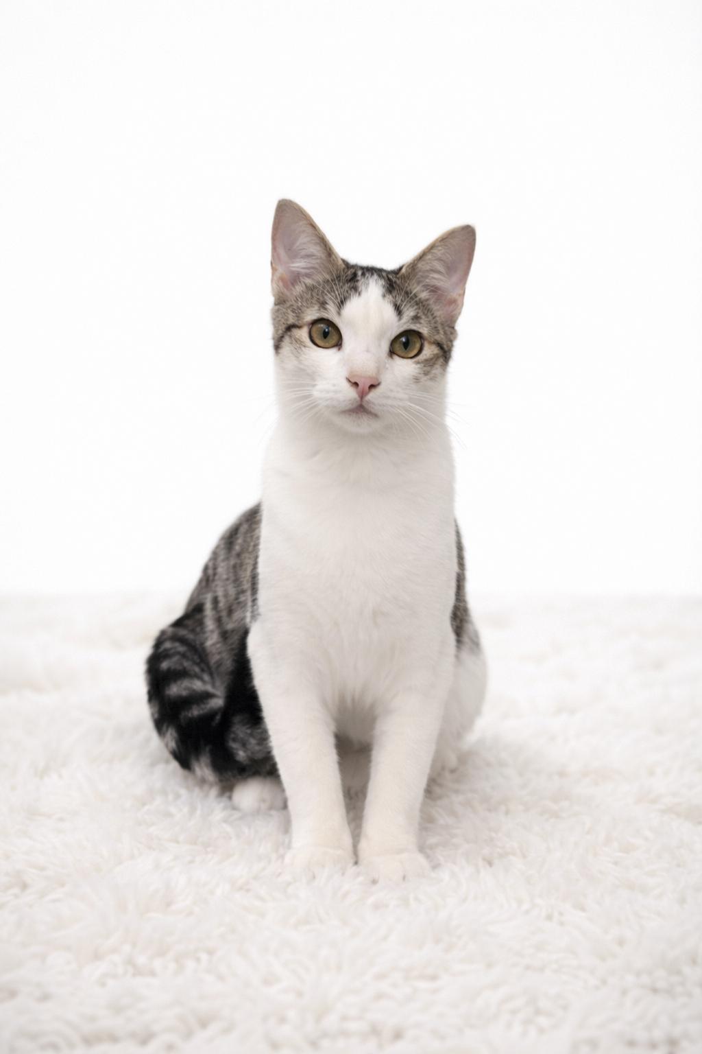 Sparky, Adoptable, Kitten Male Domestic Medium Hair.