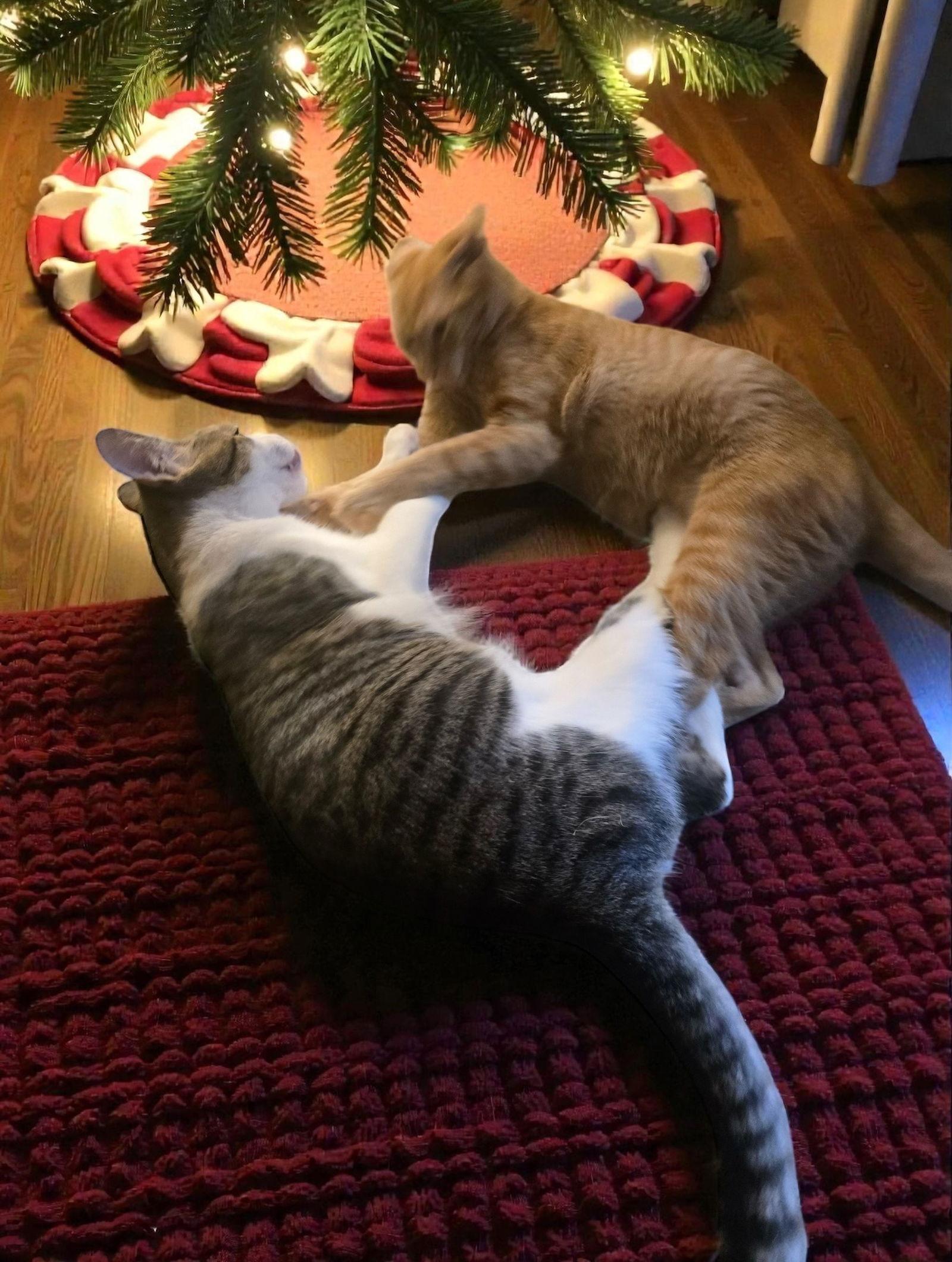 Sparky, a Adoptable Domestic Medium Hair in Nashville, TN image 2/3