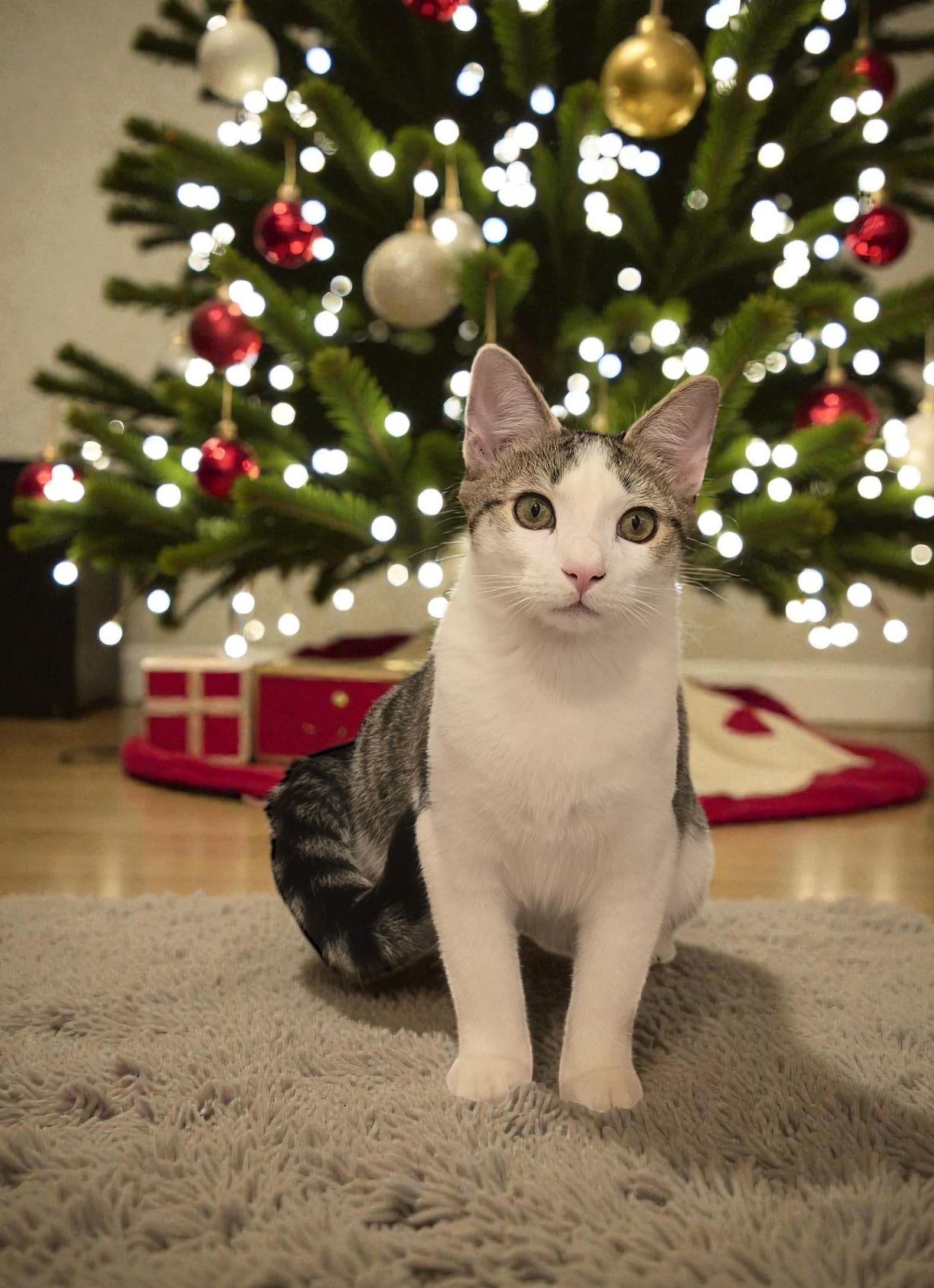 Sparky, a Adoptable Domestic Medium Hair in Nashville, TN image 3/3