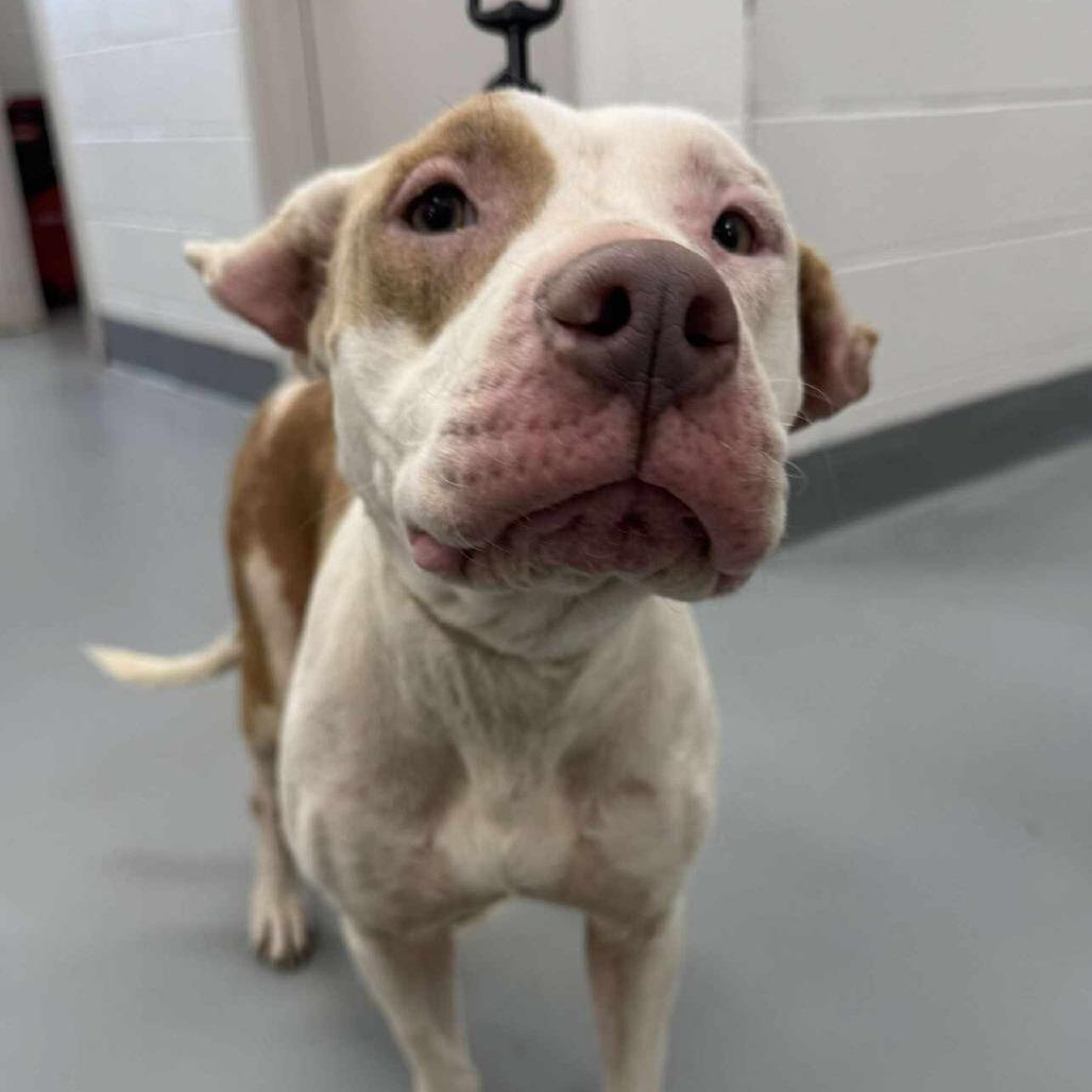 Enlarge Sadie, a Adoptable Pit Bull Terrier in Rocky Mount, VA image 1/1