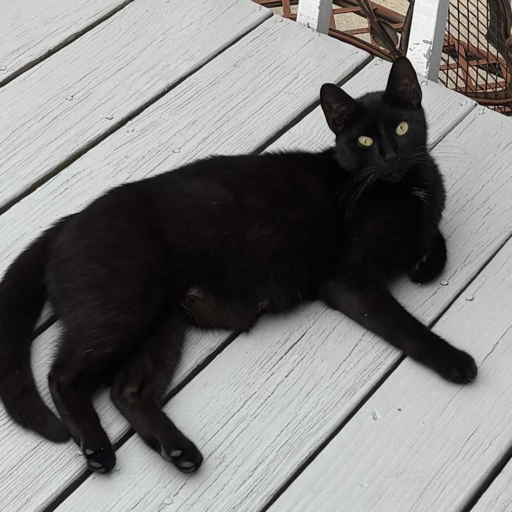 Enlarge Millie, a Adoptable Domestic Short Hair in New York, NY image 4/5