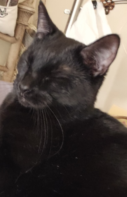 Lulu, a Adoptable Domestic Short Hair in Kenhorst, PA image 1/5