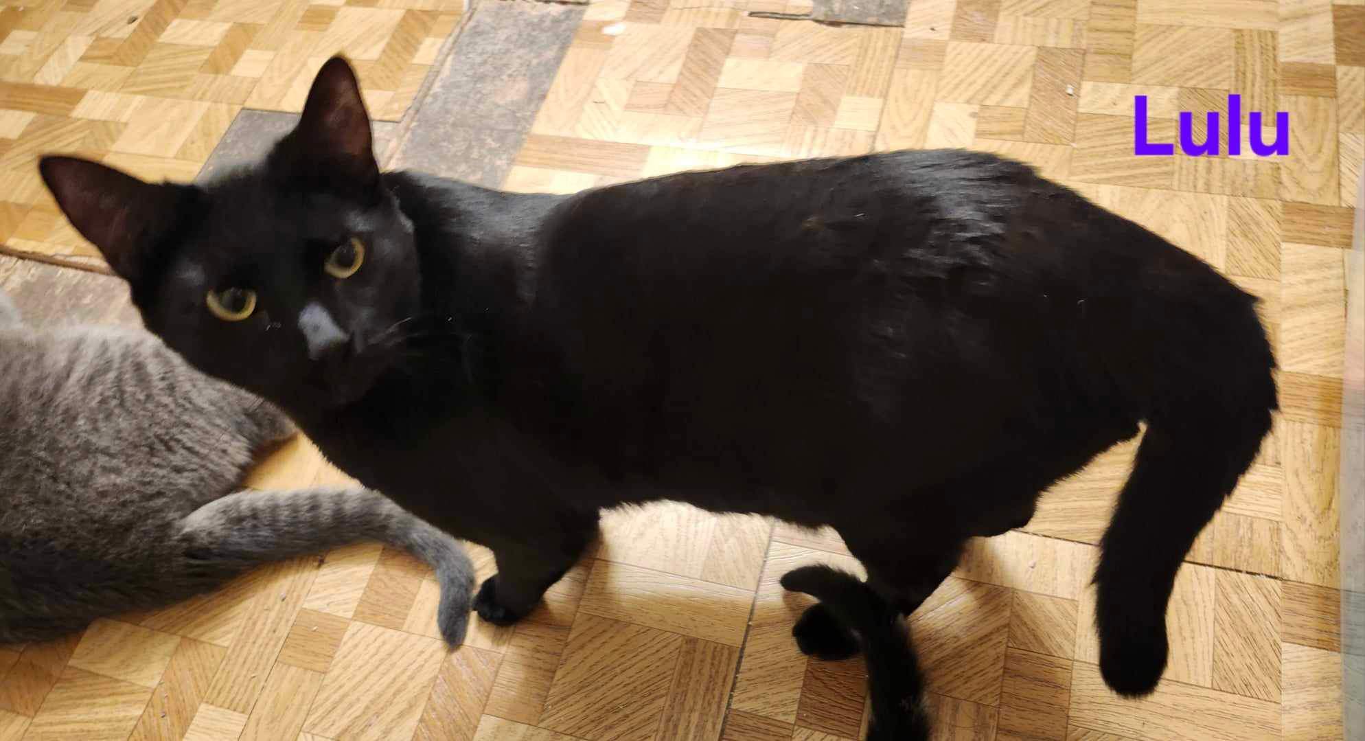 Lulu, a Adoptable Domestic Short Hair in Kenhorst, PA image 5/5