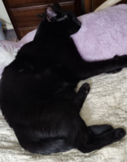 Lulu, a Adoptable Domestic Short Hair in Kenhorst, PA image 2/5