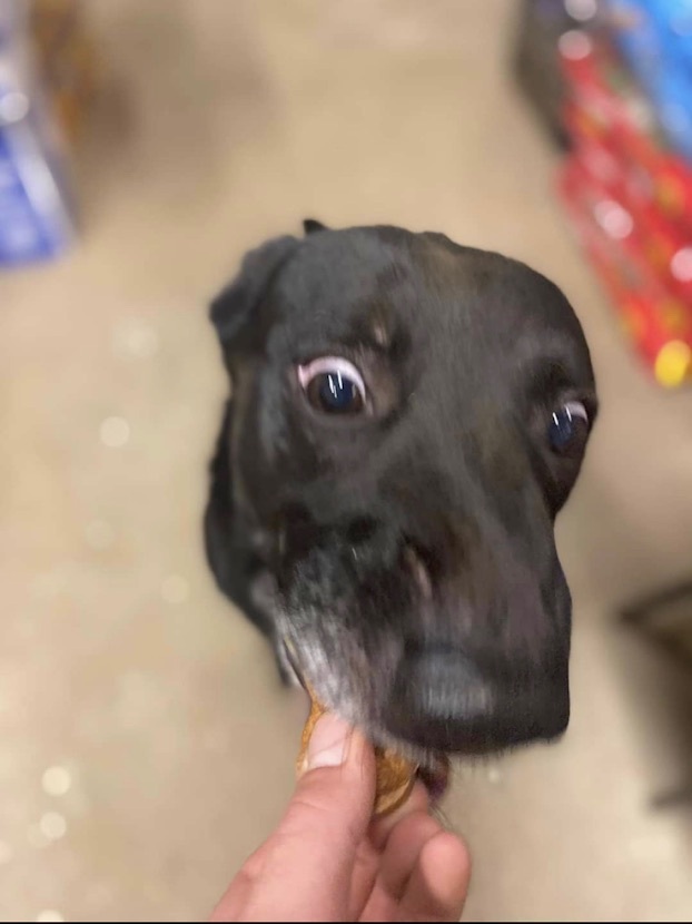 Rocky, a Adoptable mixed breed in Georgetown, TN image 2/12