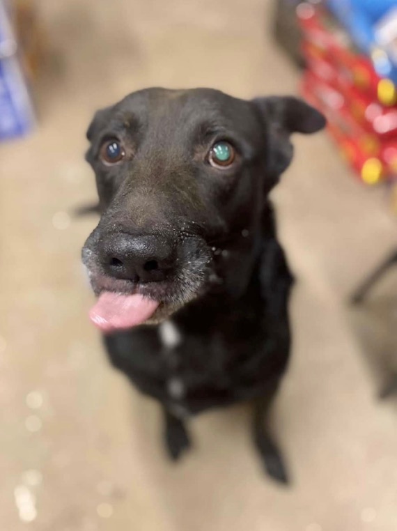 Rocky, a Adoptable mixed breed in Georgetown, TN image 4/12