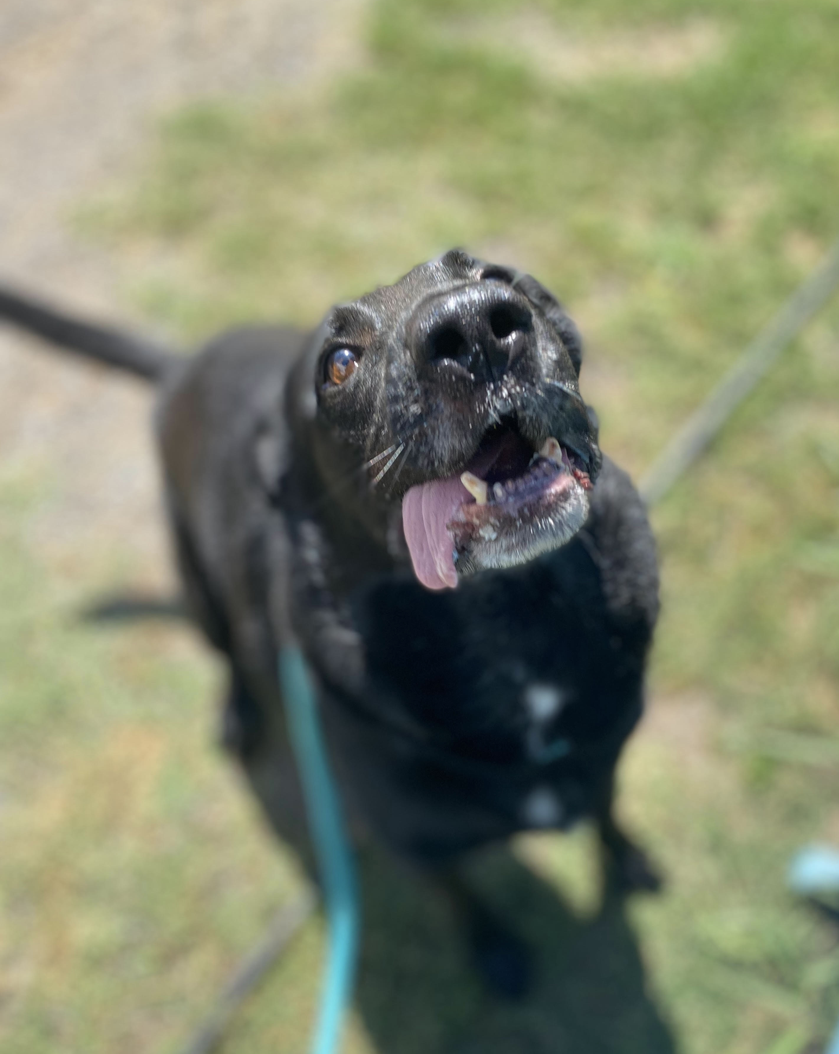 Rocky photo 4