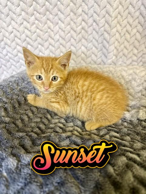 Sunset, adopted, Kitten Female Domestic Short Hair.