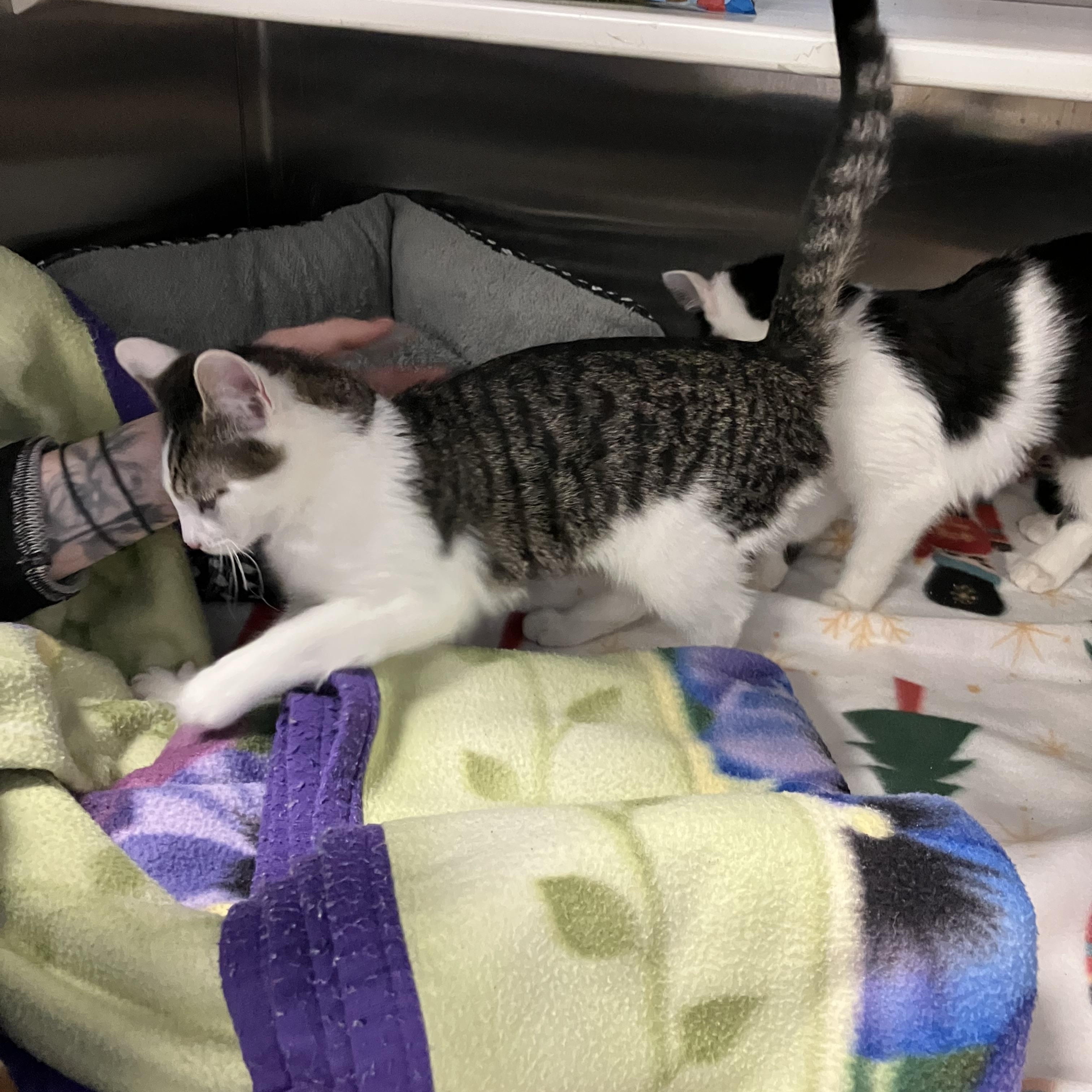 Enlarge Harlequin, an adopted Domestic Short Hair in Portland, OR image 4/4