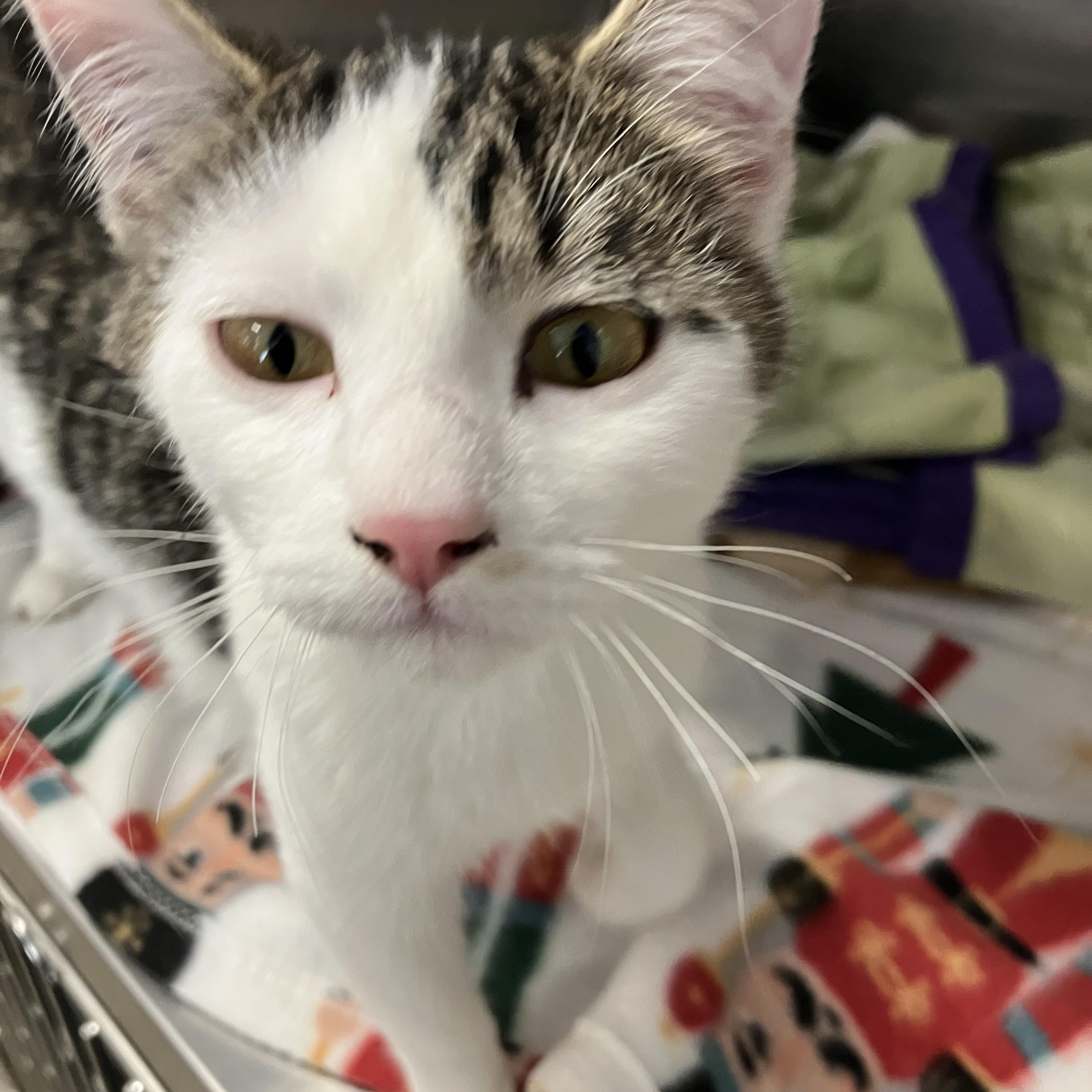 Harlequin, adopted, Kitten Female Domestic Short Hair.