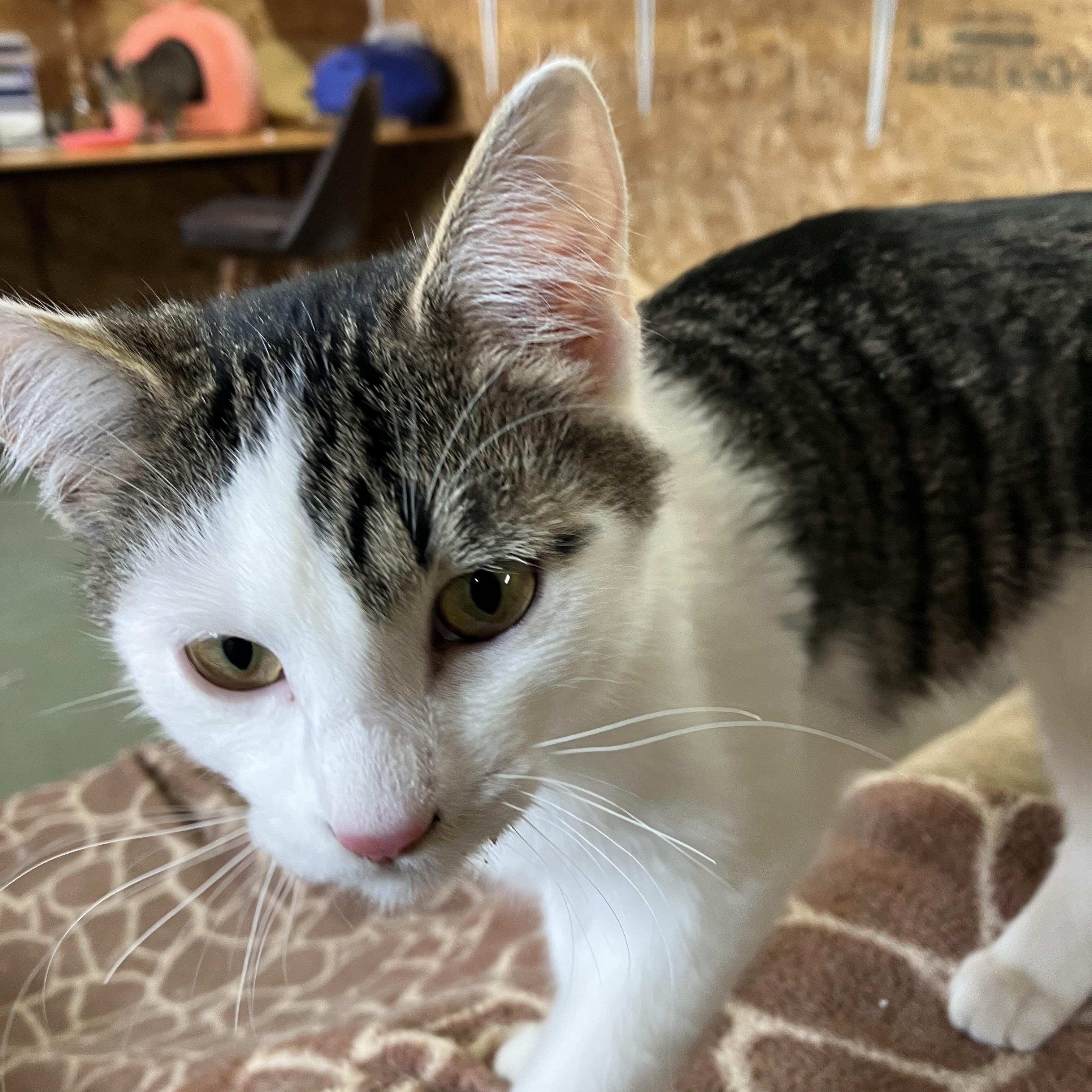 Enlarge Harlequin, an adopted Domestic Short Hair in Portland, OR image 3/4