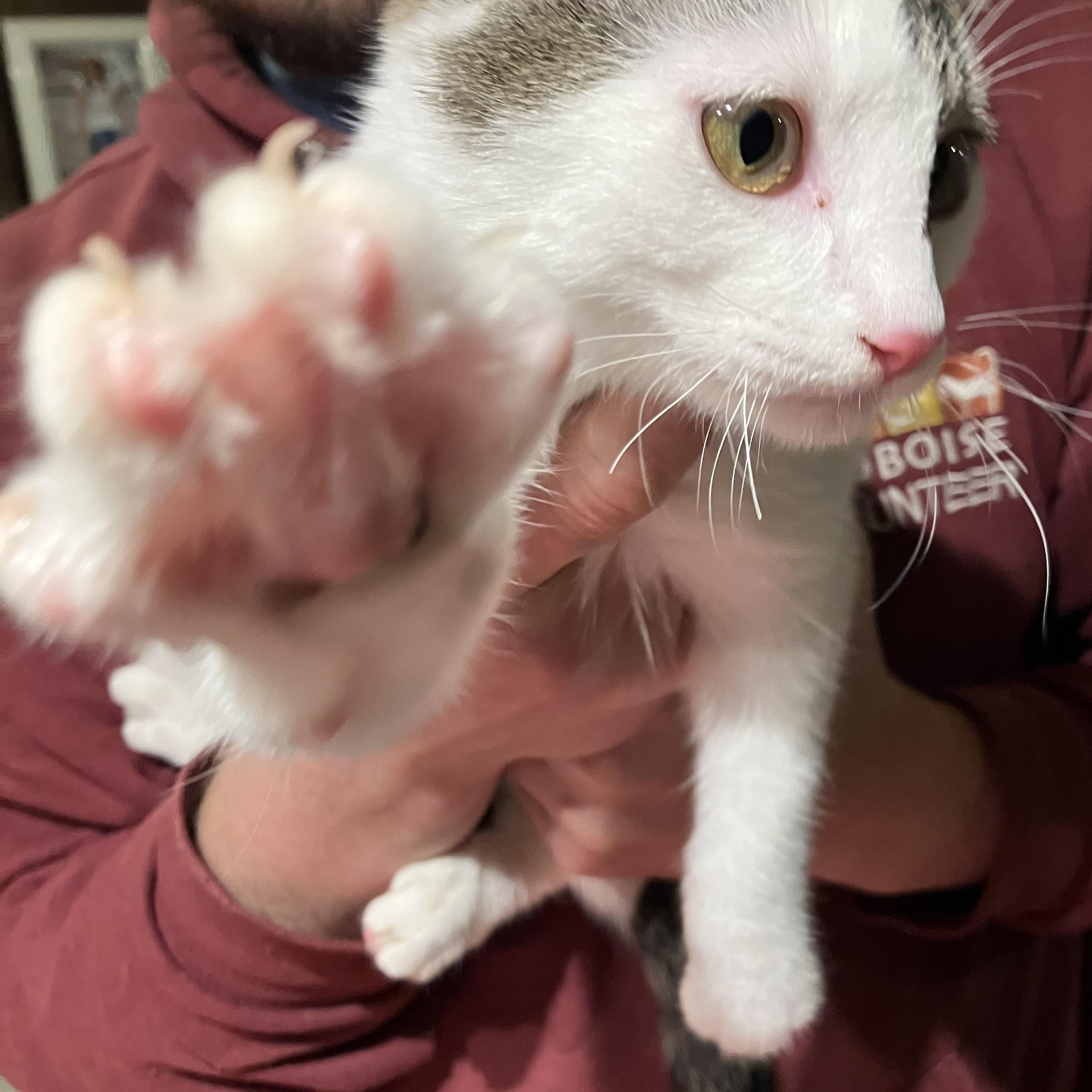 Enlarge Harlequin, an adopted Domestic Short Hair in Portland, OR image 2/4