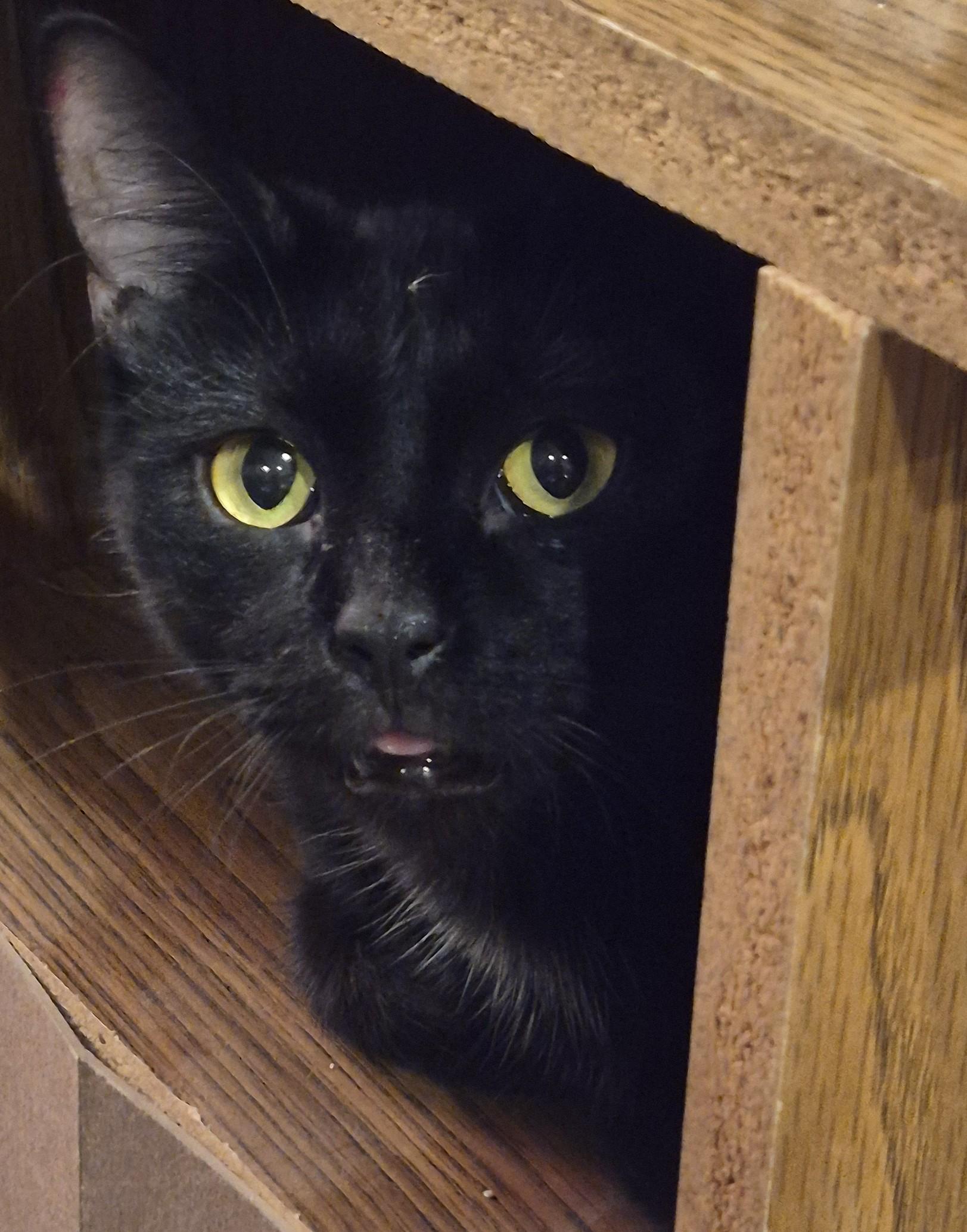 Enlarge Darla, a Adoptable Domestic Short Hair in Fuauay Varina, NC image 1/1