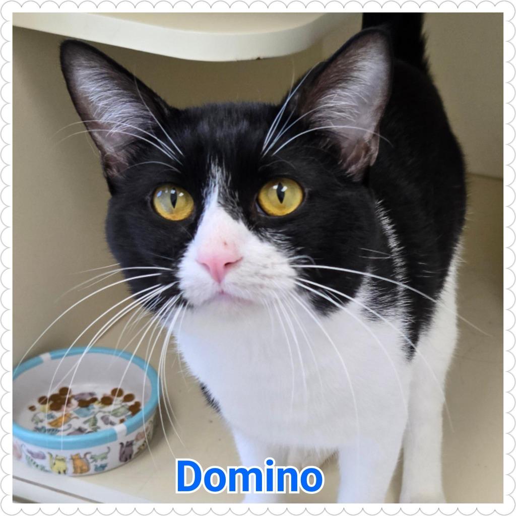 Enlarge Domino, a Adoptable mixed breed in North Saint Paul, MN image 1/6