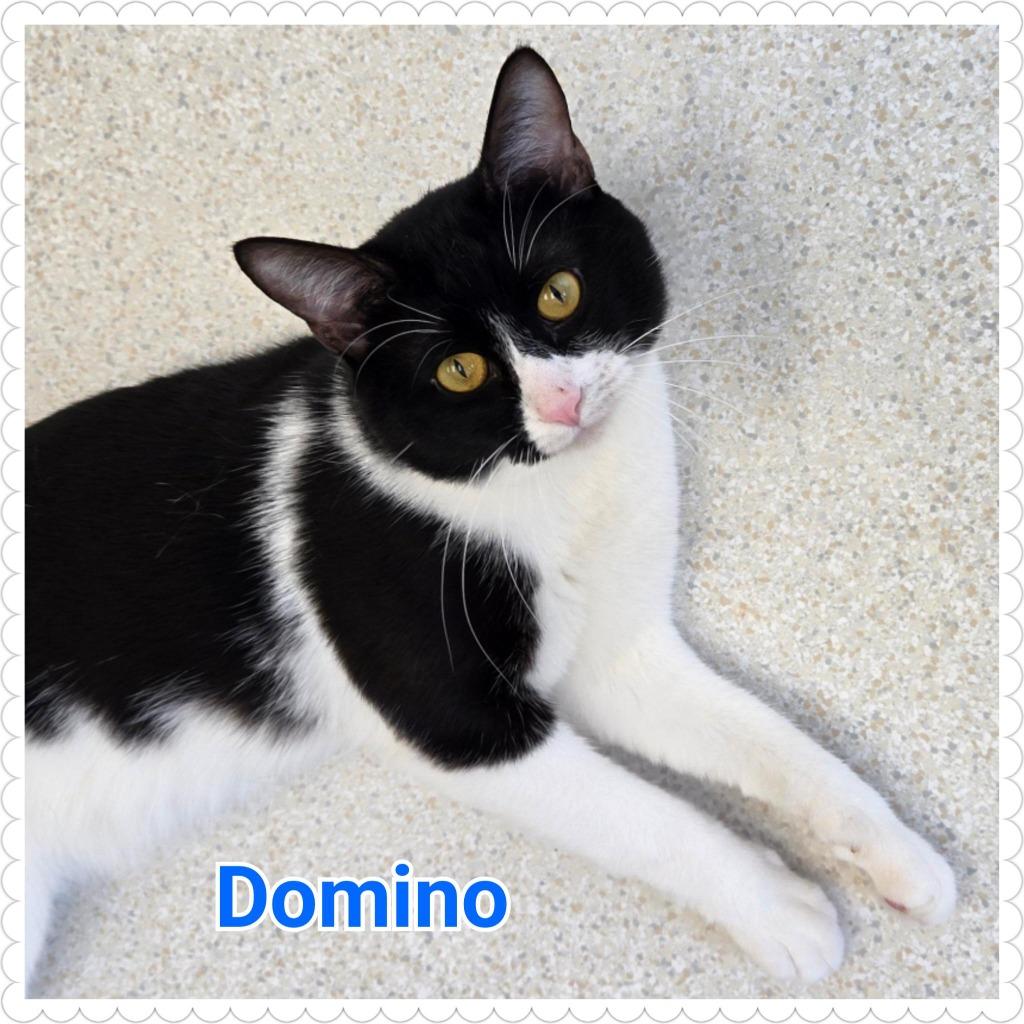 Enlarge Domino, a Adoptable mixed breed in North Saint Paul, MN image 3/6