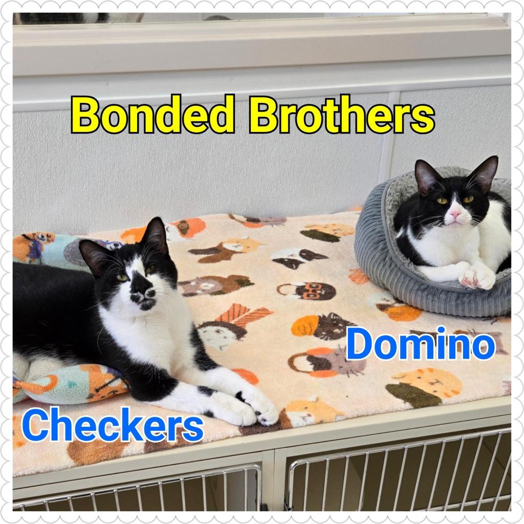 Domino, Adoptable, Young Male Domestic Short Hair.