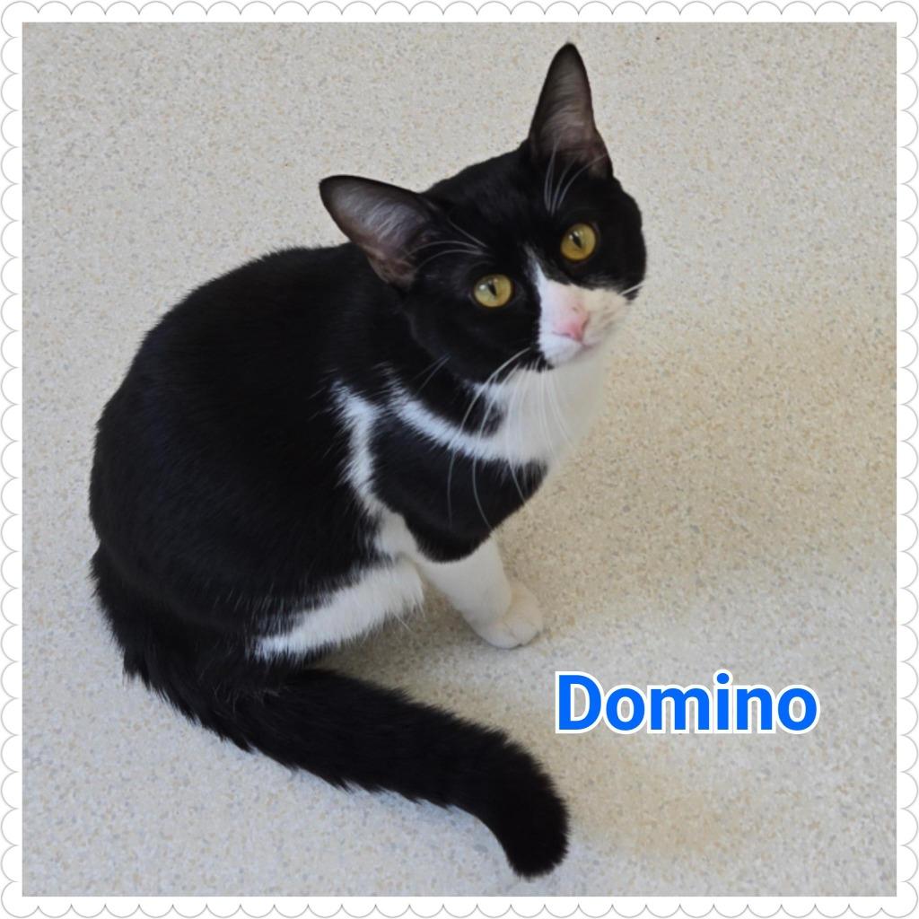 Enlarge Domino, a Adoptable mixed breed in North Saint Paul, MN image 5/6