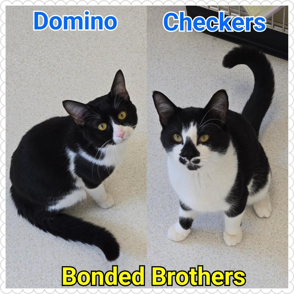 Enlarge Domino, a Adoptable mixed breed in North Saint Paul, MN image 6/6