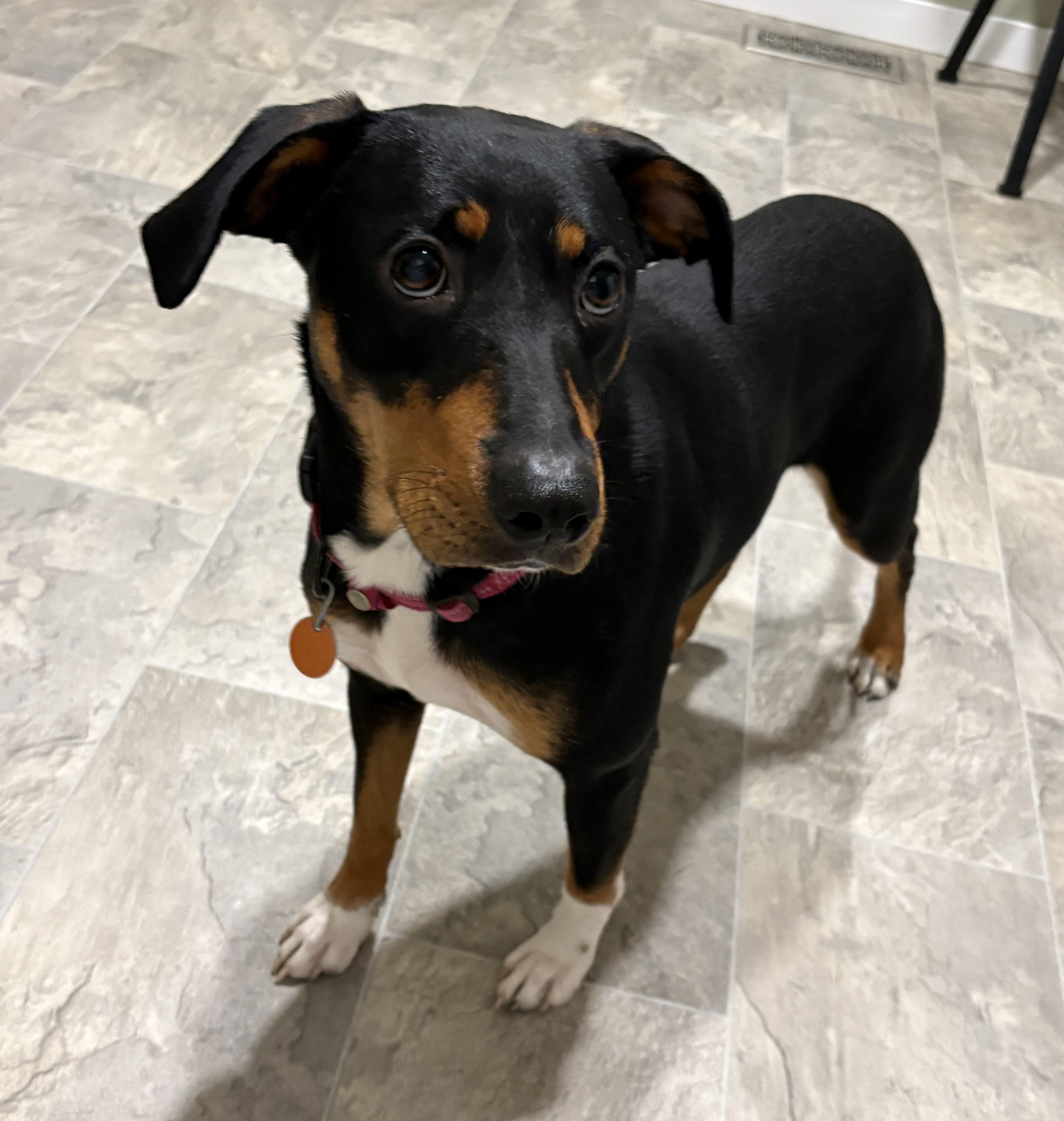 Enlarge Honey, a Adoptable mixed breed in Grant, NE image 4/5
