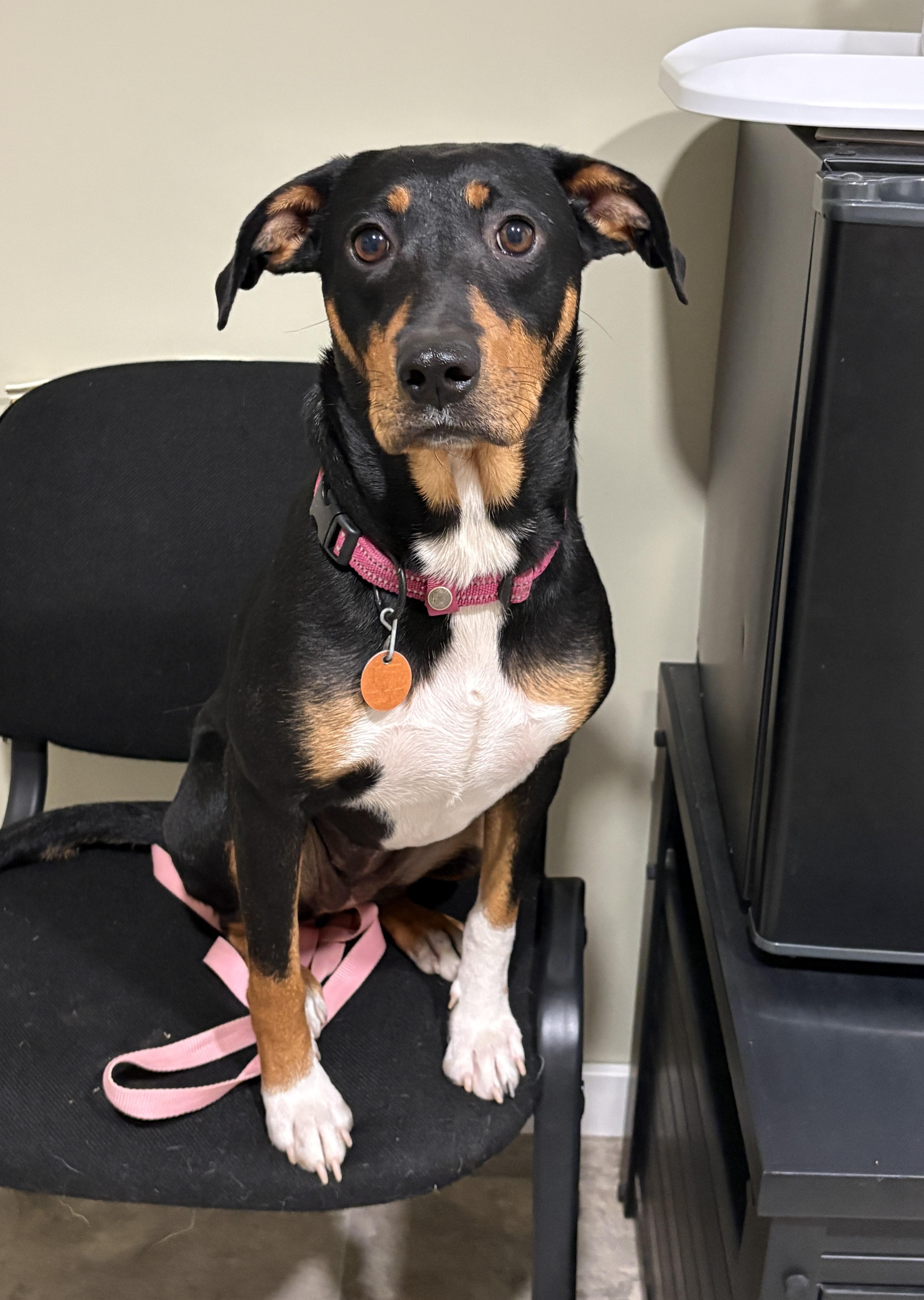 Honey, Adoptable, Young Female Mountain Cur.