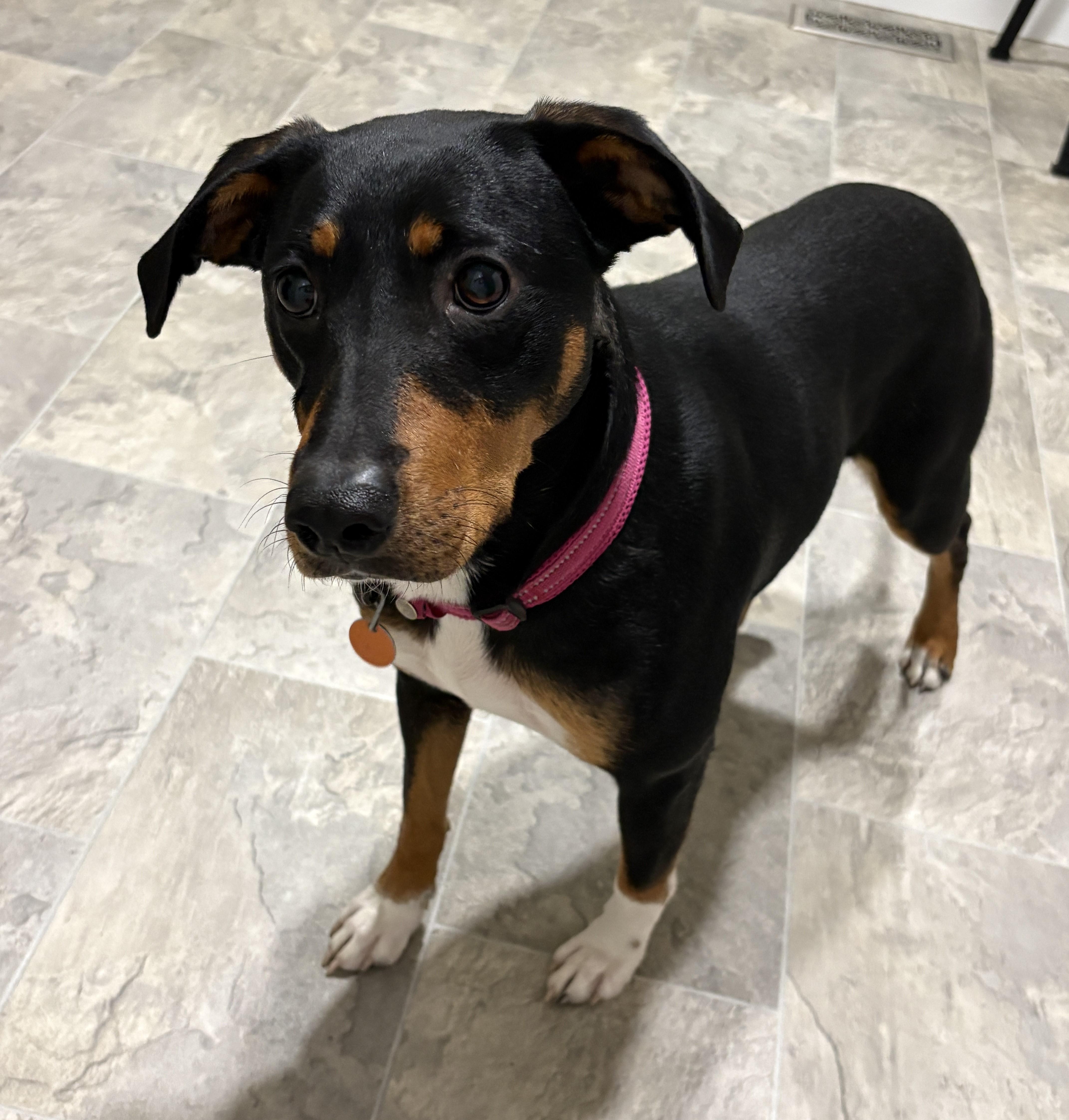 Enlarge Honey, a Adoptable mixed breed in Grant, NE image 2/5