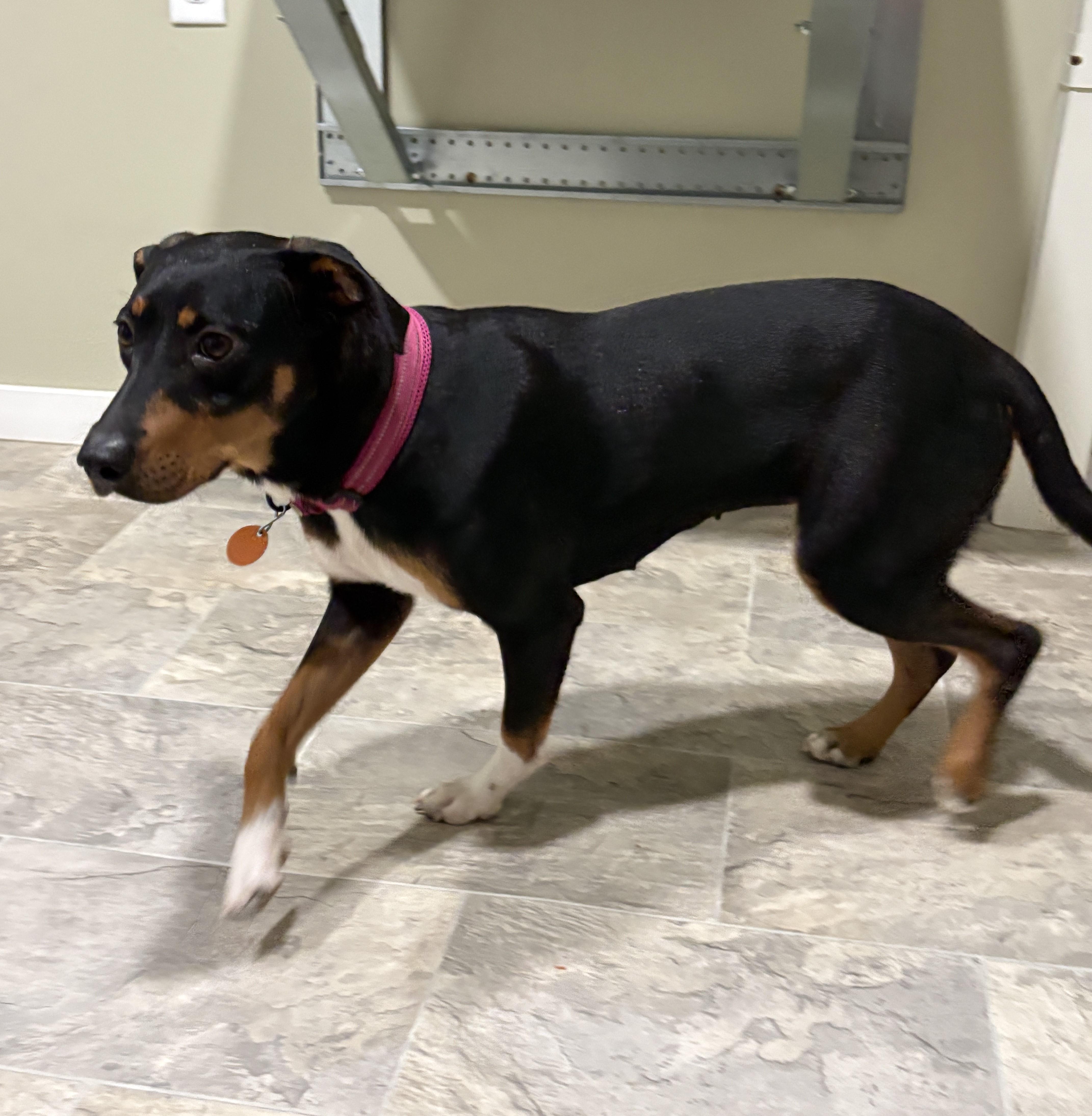 Enlarge Honey, a Adoptable mixed breed in Grant, NE image 5/5