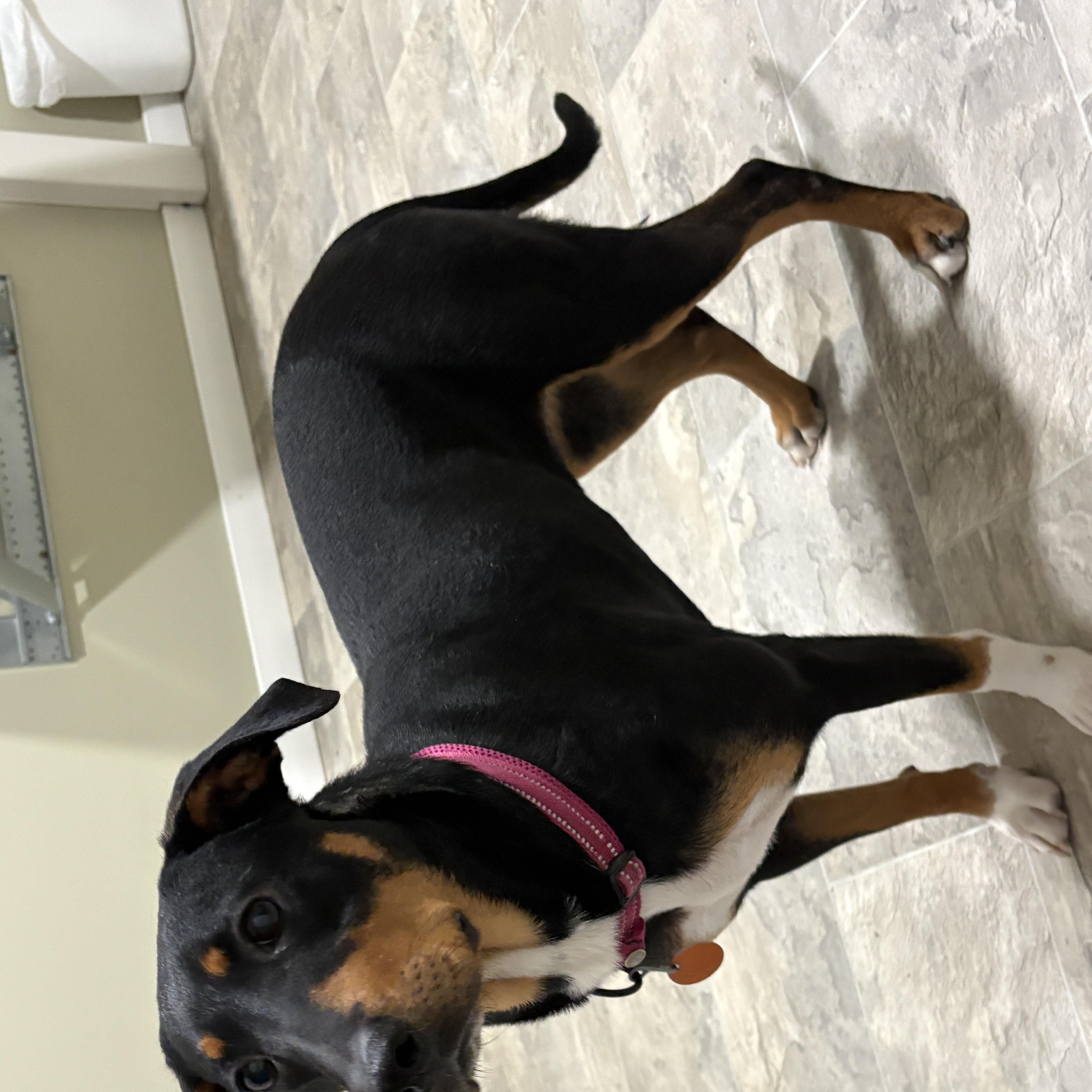 Enlarge Honey, a Adoptable mixed breed in Grant, NE image 3/5