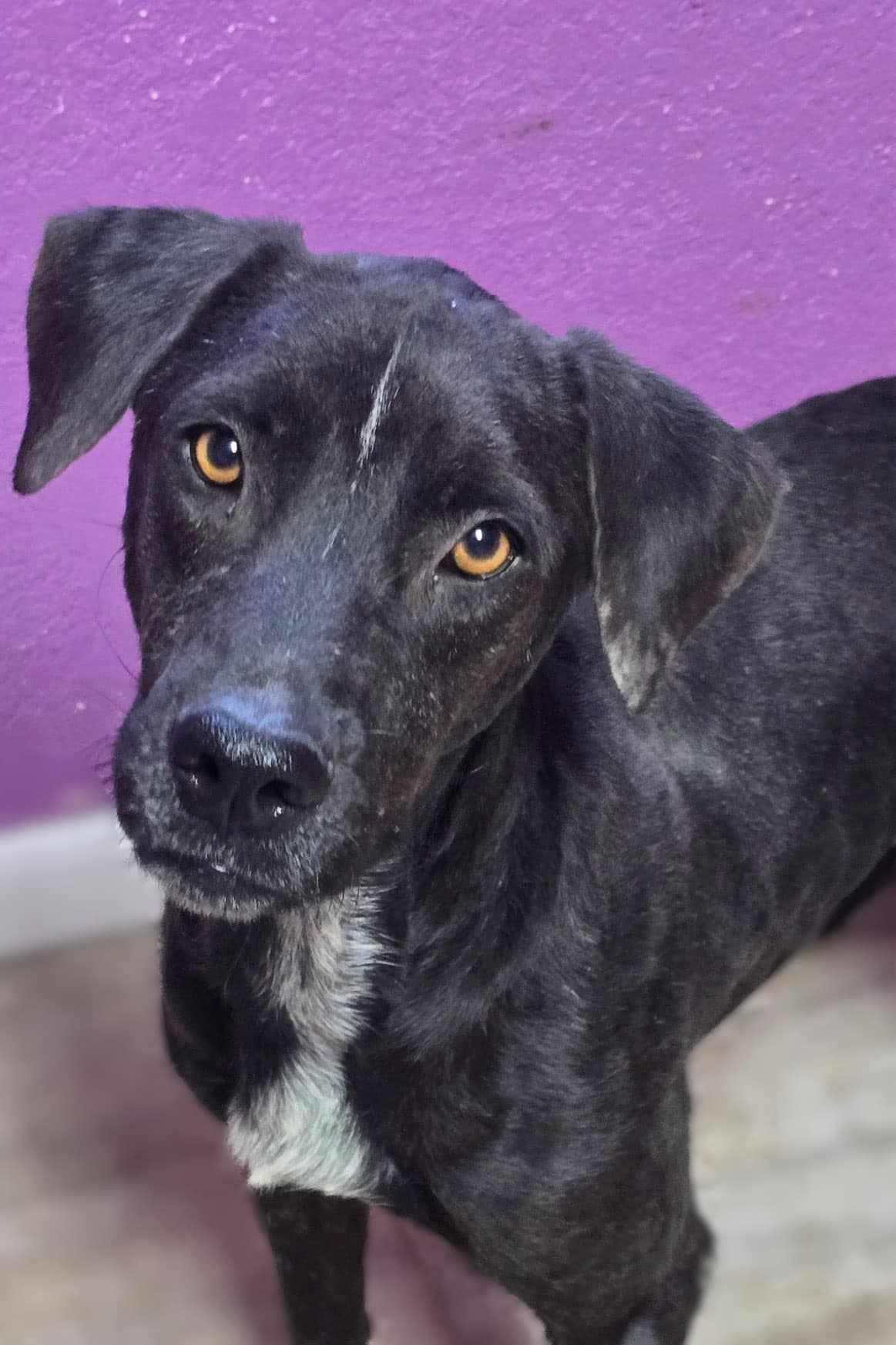 Margo, a Adopted Plott Hound in Shillington, PA image 1/3