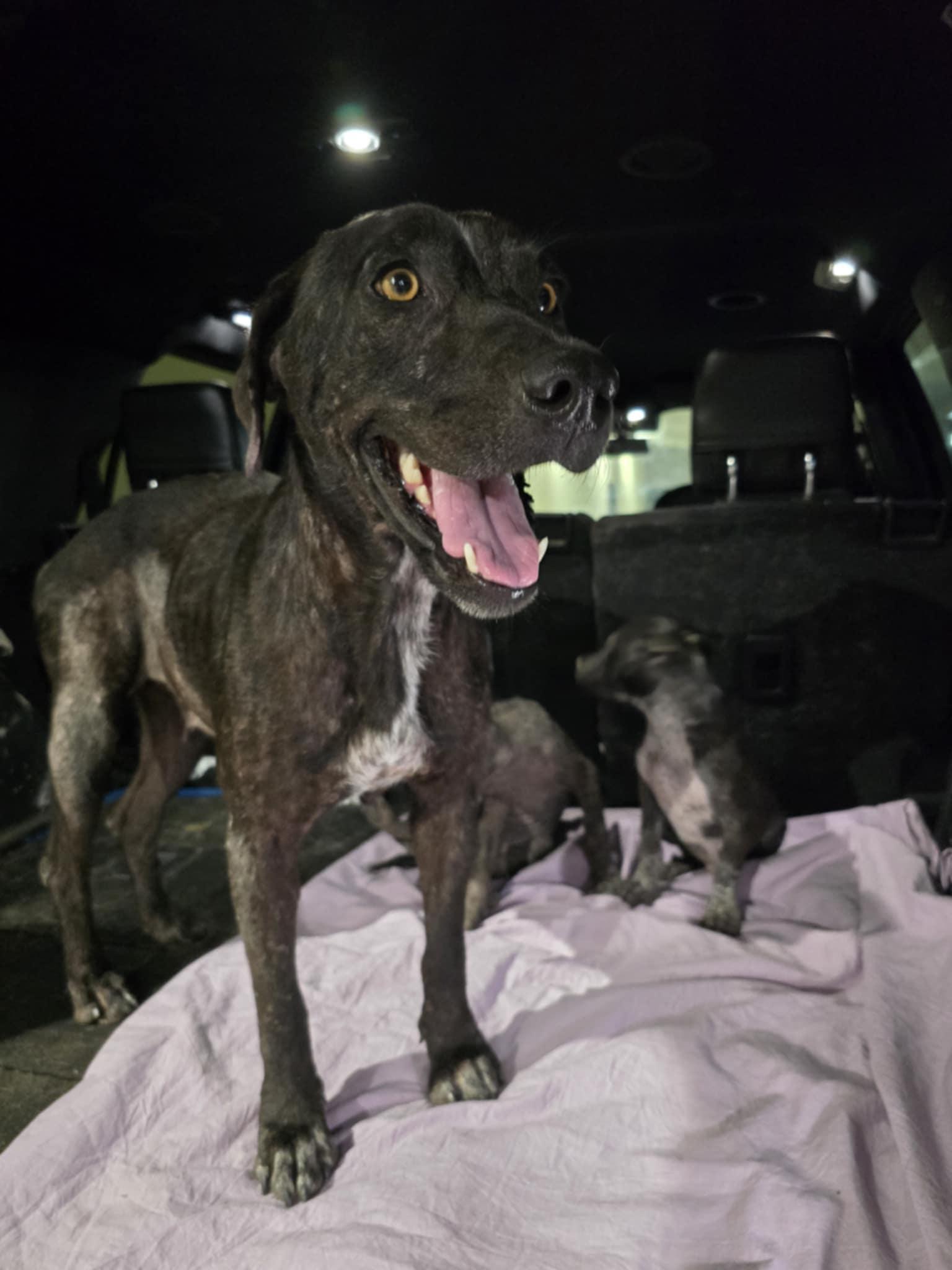 Margo, a Adopted Plott Hound in Shillington, PA image 2/3