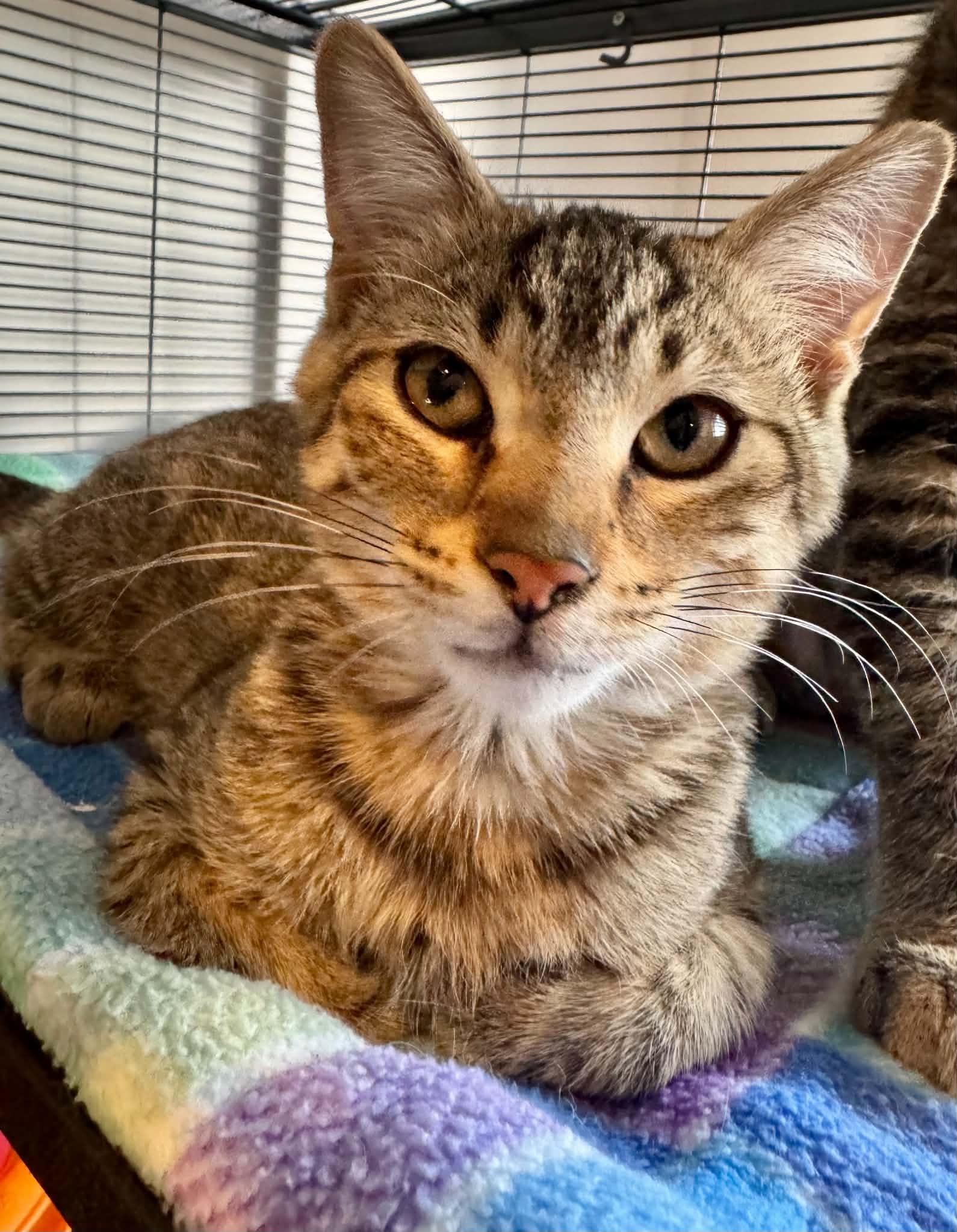 Enlarge Theodore, a Adopted Tabby in Orleans, ON image 1/2