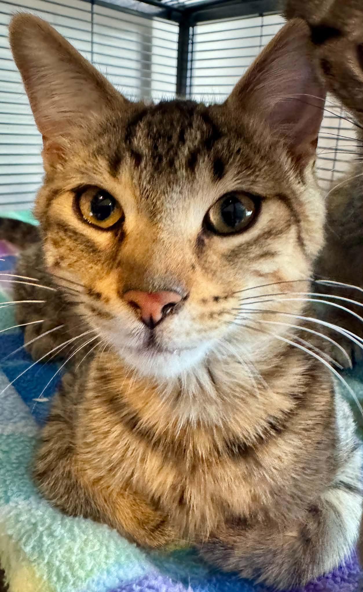 Enlarge Theodore, a Adopted Tabby in Orleans, ON image 2/2