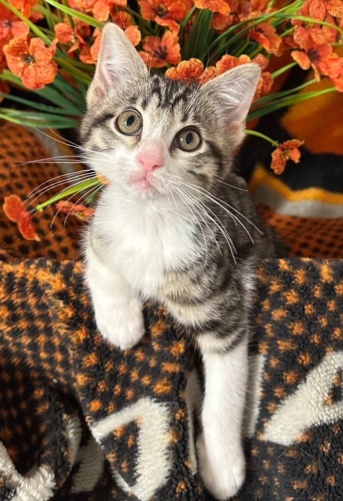 Enlarge 2/18/26 Cami, a Adoptable mixed breed in Stillwater, OK image 1/1