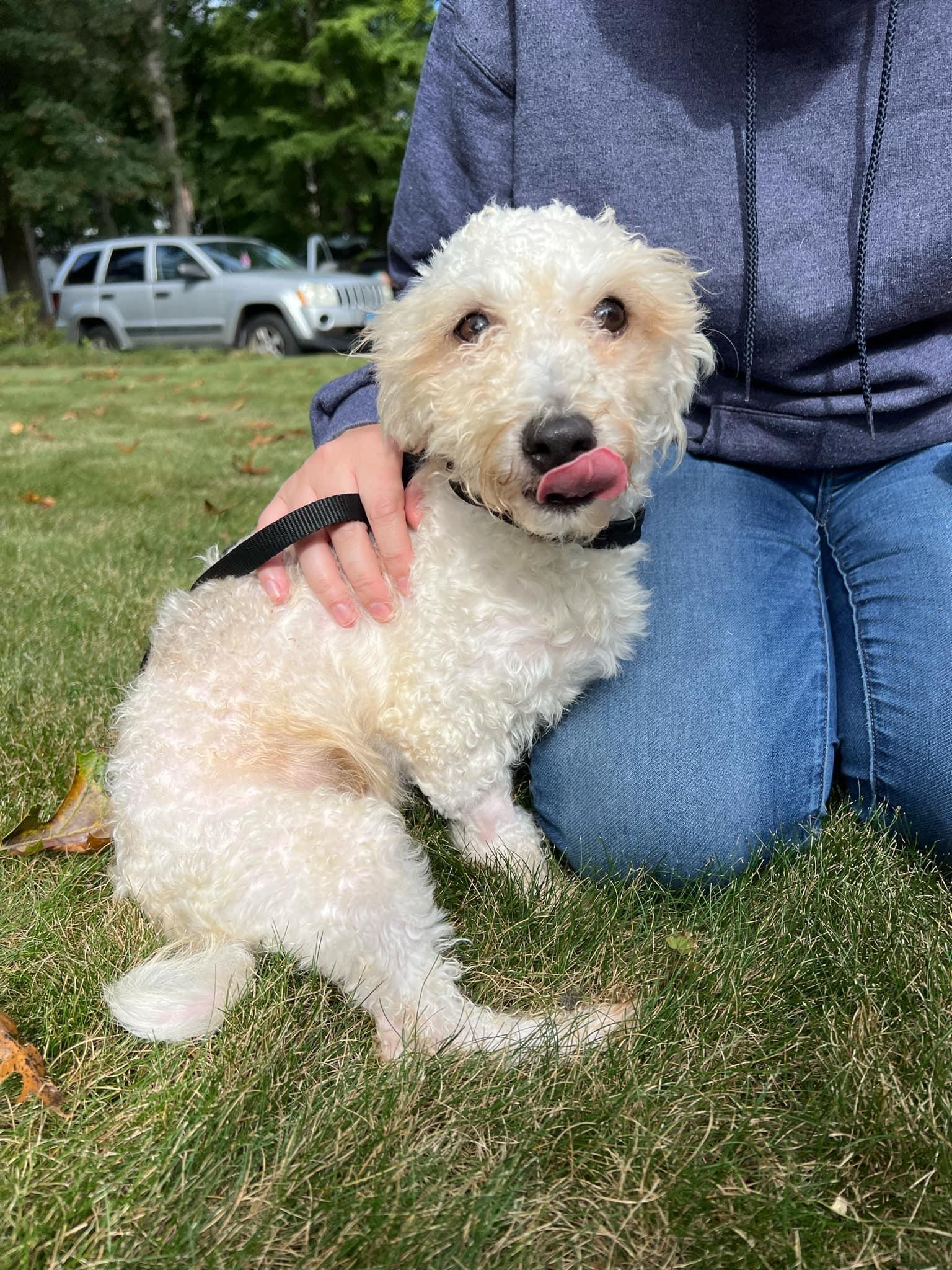 Suni, a Adoptable Havanese in Torrington, CT image 1/5
