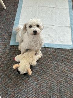 Enlarge Suni, a Adoptable Havanese in Torrington, CT image 6/6