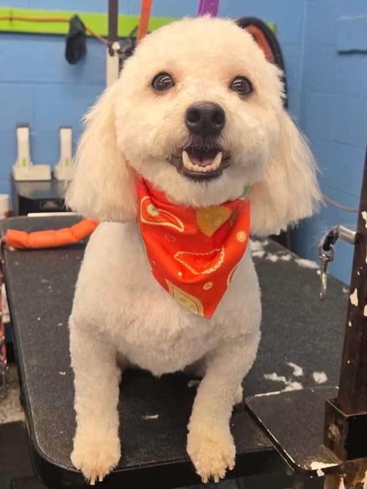 Enlarge Suni, a Adoptable Havanese in Torrington, CT image 1/6
