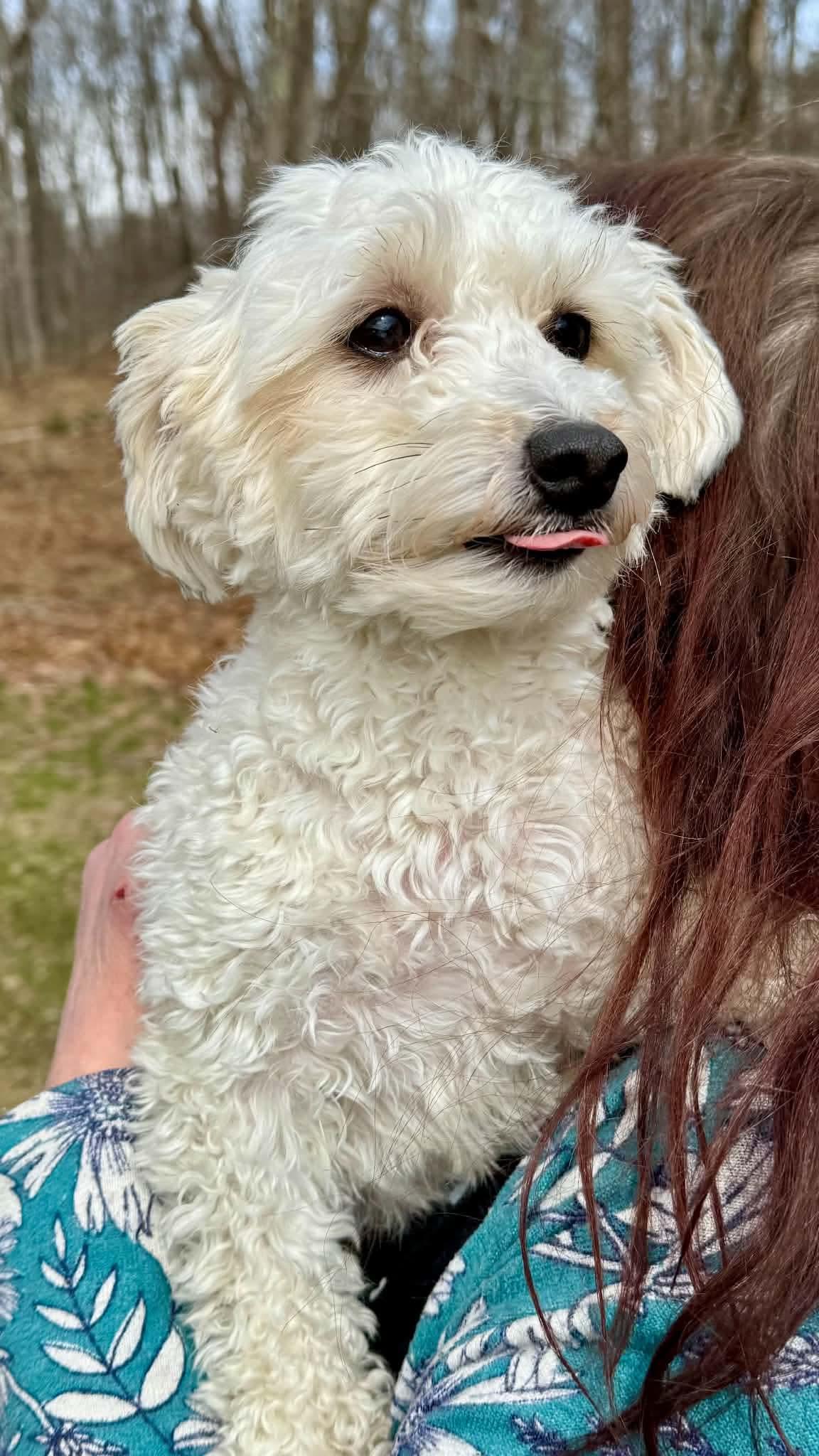 Enlarge Suni, a Adoptable Havanese in Torrington, CT image 2/6