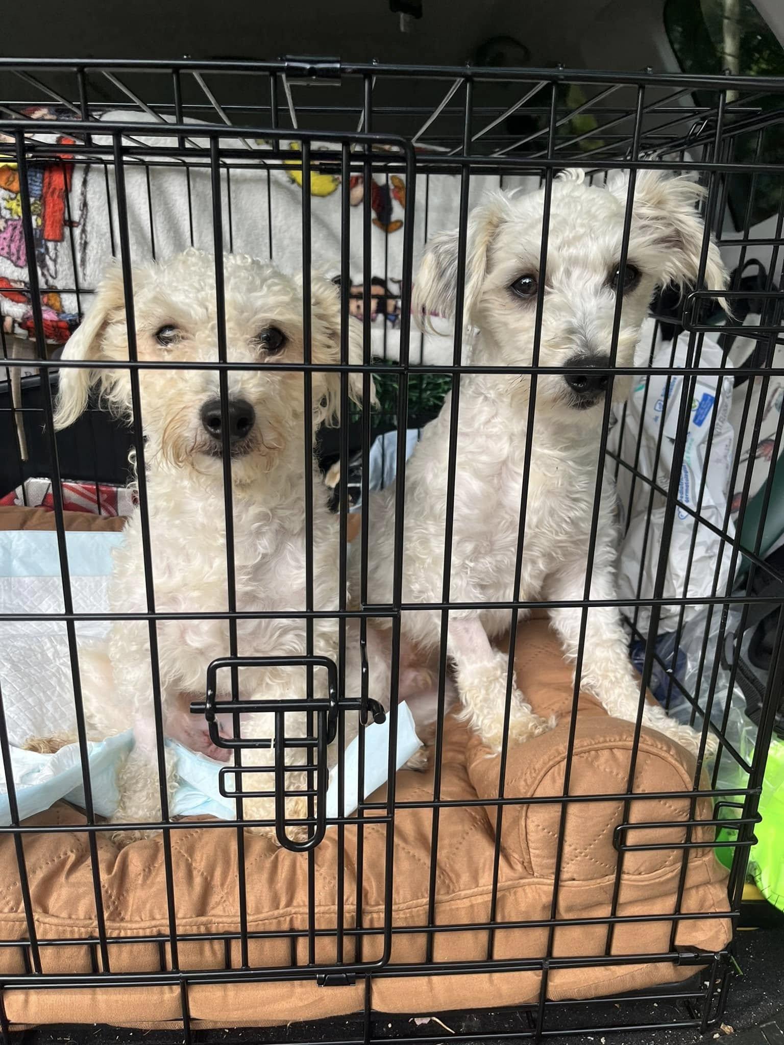 Suni, a Adoptable Havanese in Torrington, CT image 2/5